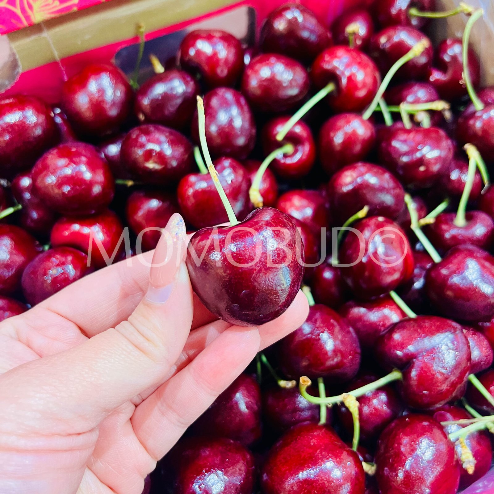 Chilean Frutea Santina Red Cherry (Jumbo) - Image 4