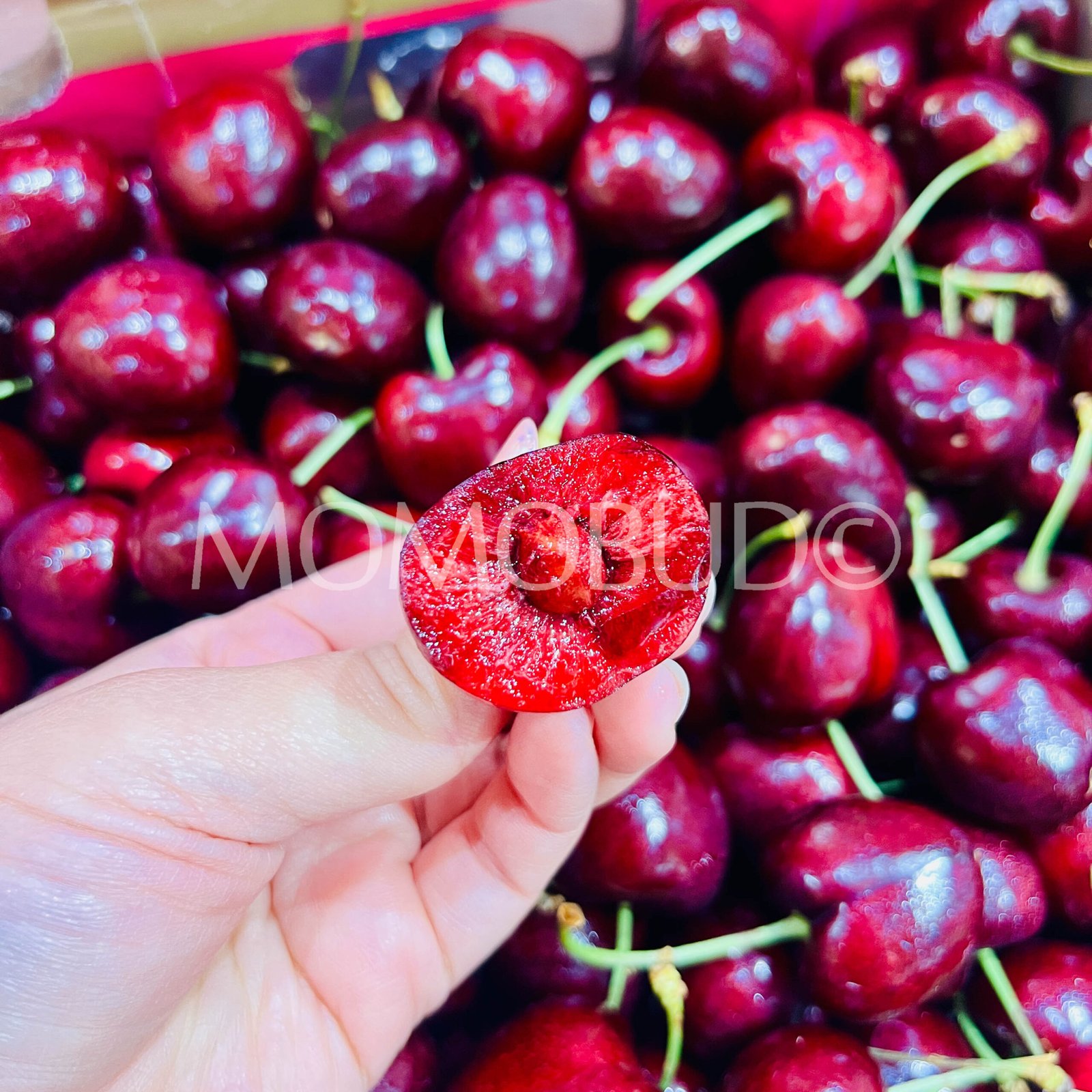 Chilean Frutea Santina Red Cherry (Jumbo) - Image 5