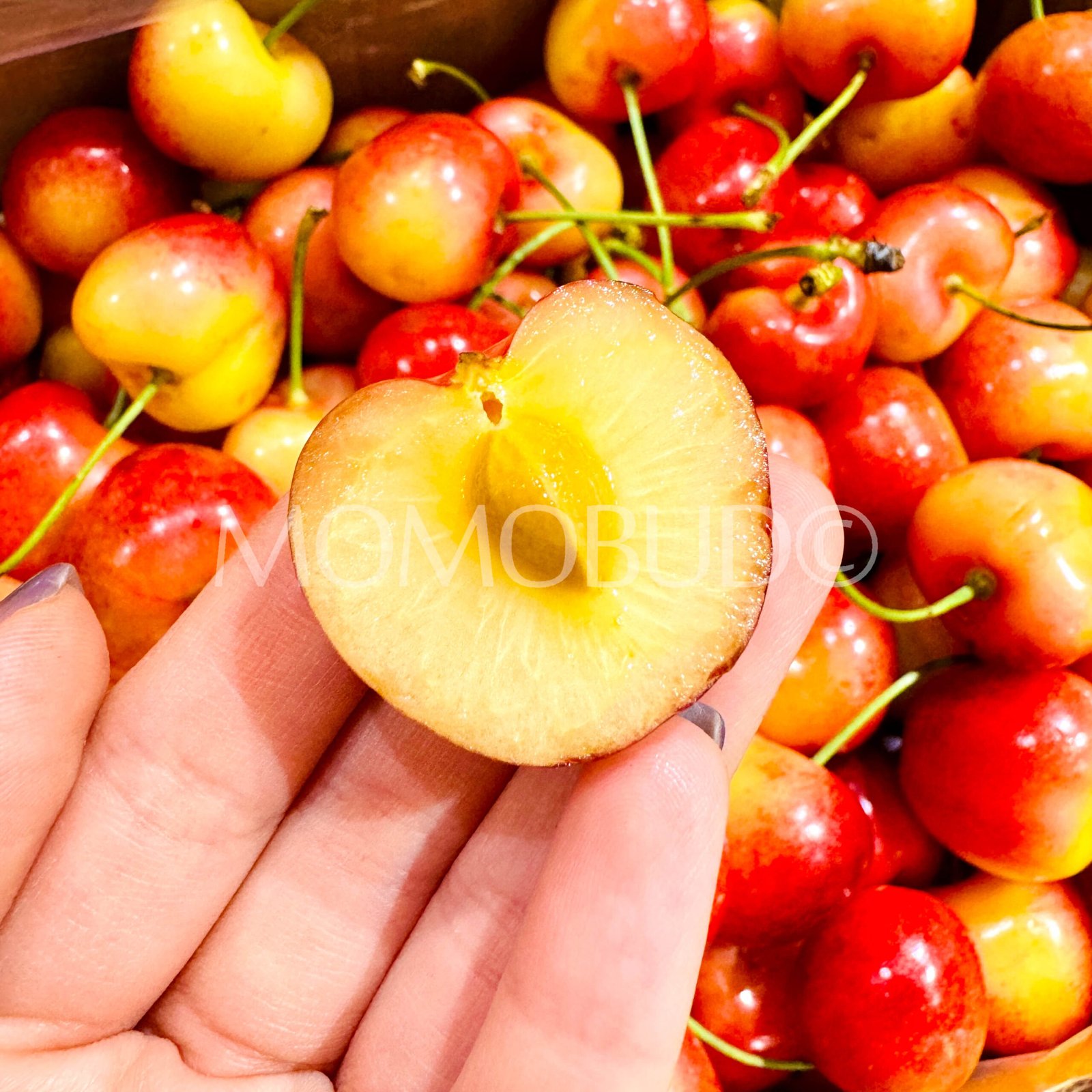Chilean Garces Rainier Cherry - Image 5
