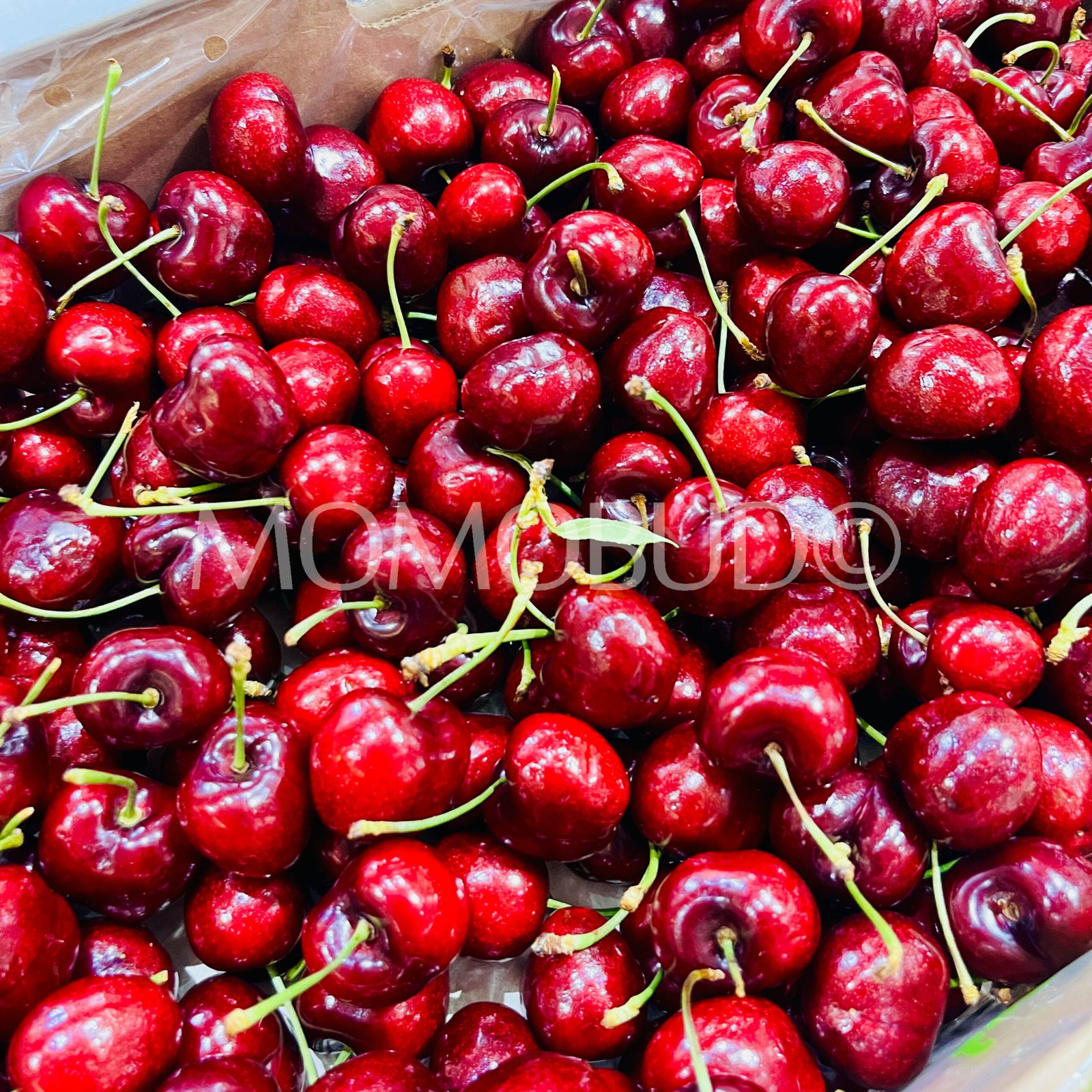 Chilean San Clemente Lapin Red Cherry - Image 3