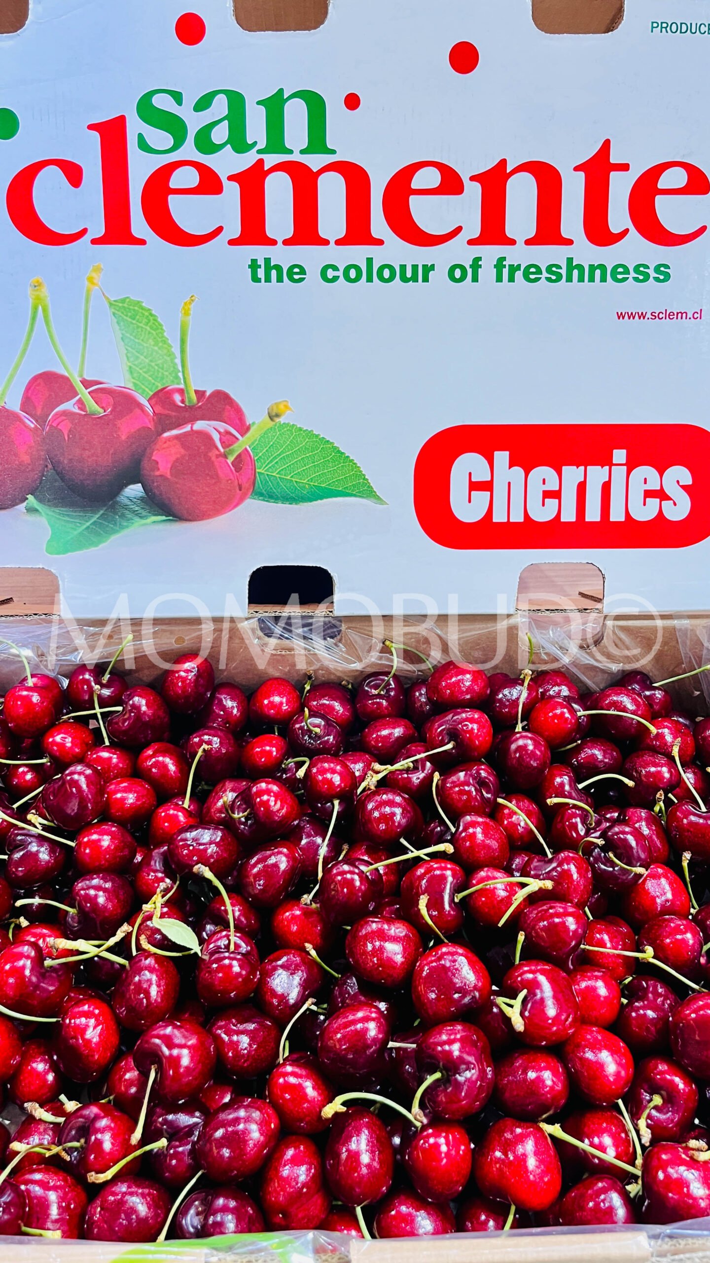 Chilean San Clemente Lapin Red Cherry - Image 2
