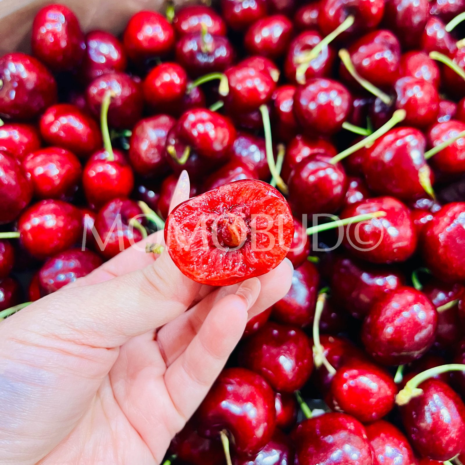 Chilean San Clemente Lapin Red Cherry - Image 5