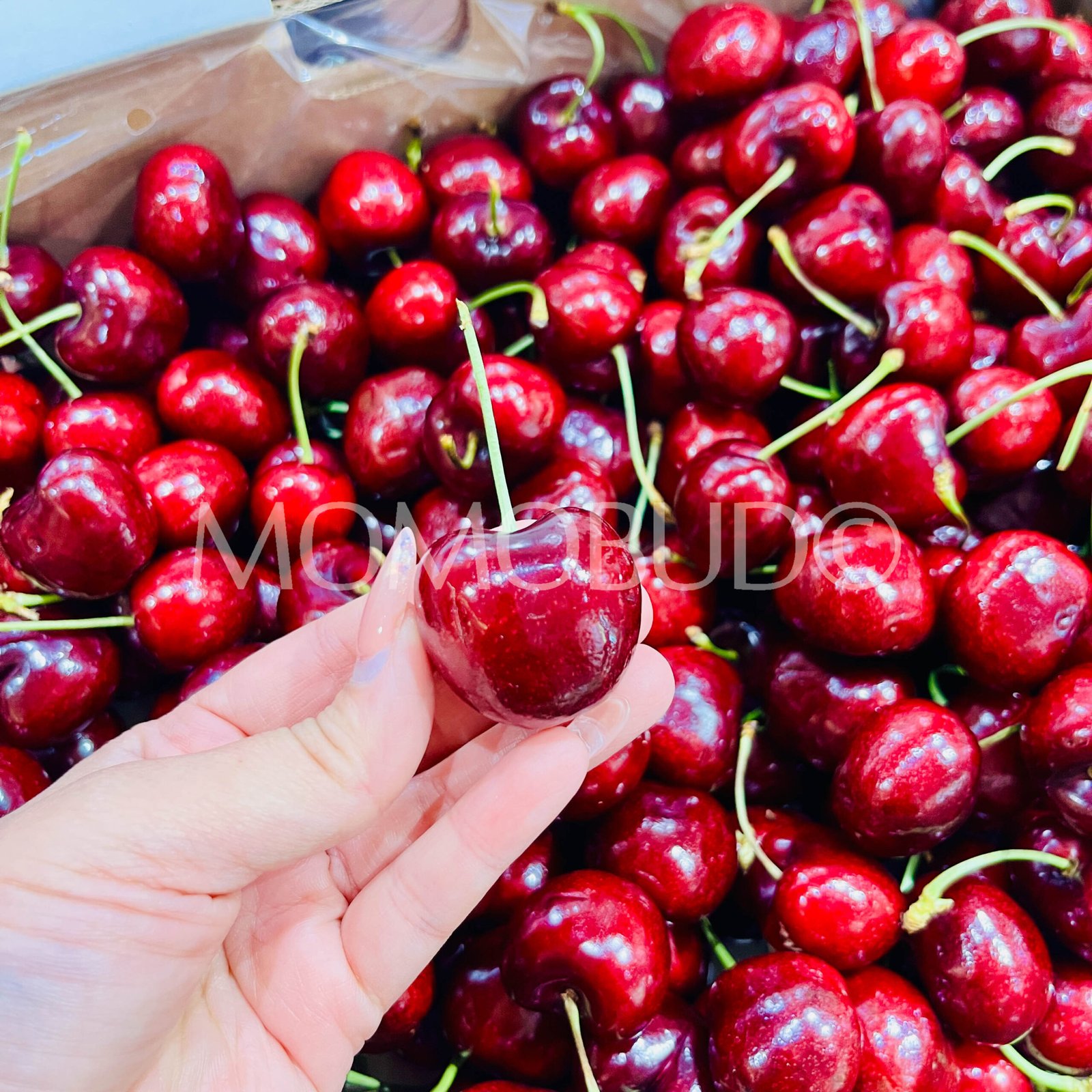 Chilean San Clemente Lapin Red Cherry - Image 4