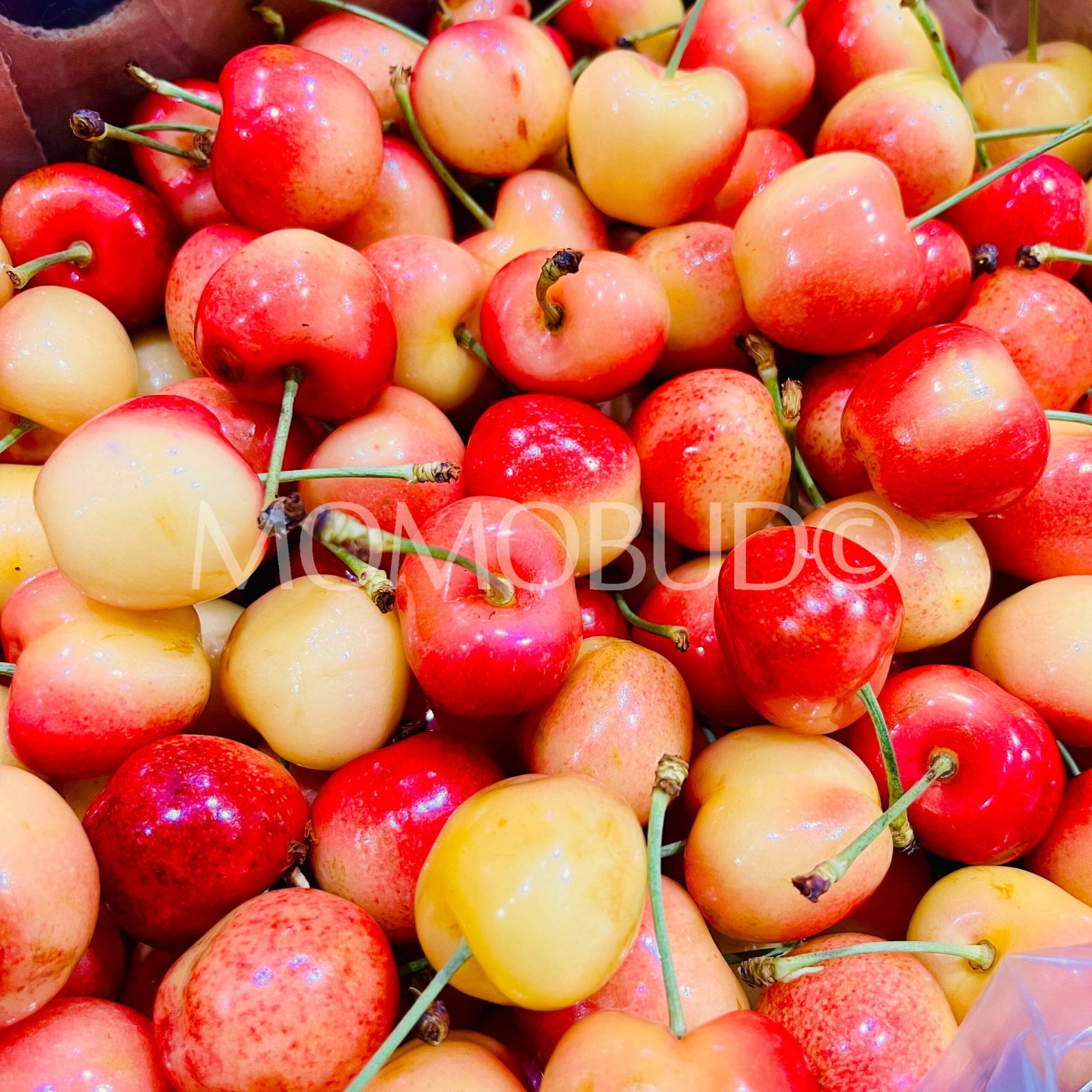 Chilean Skylar Rae® Cherry (Large) - Image 3