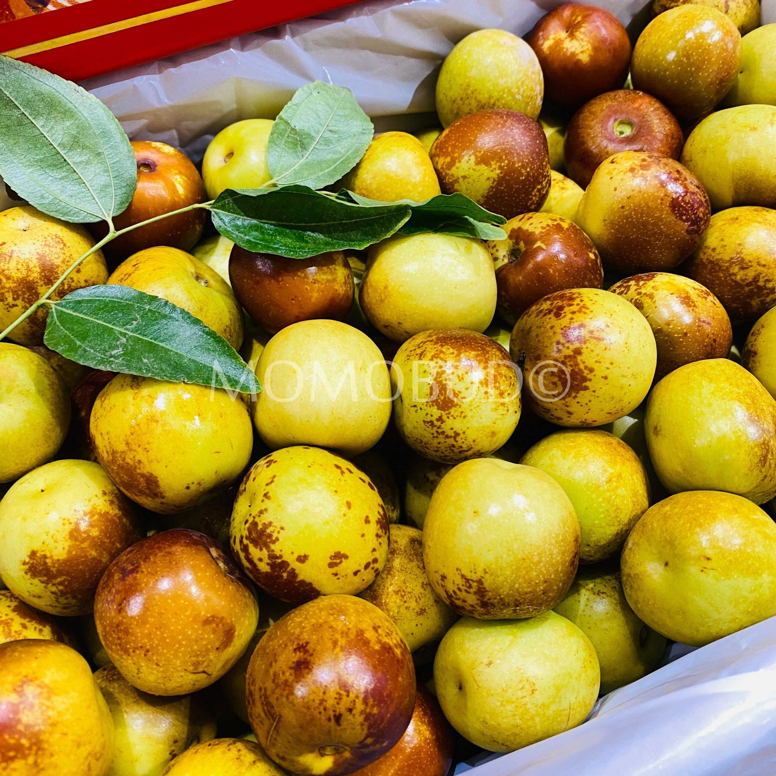 China Bingtang Fresh Jujube (Dates) - Image 3