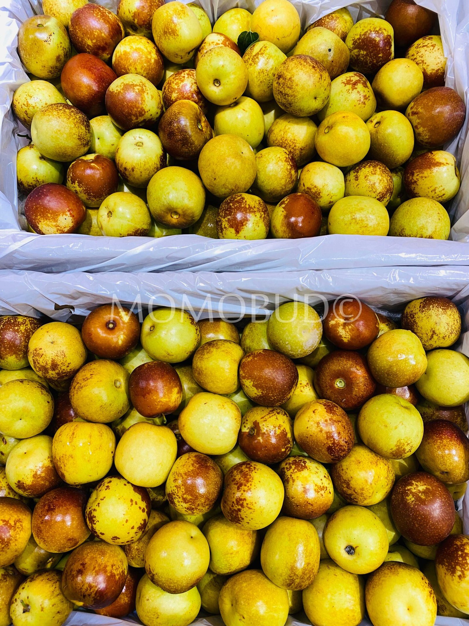 China Bingtang Fresh Jujube (Dates) - Image 2