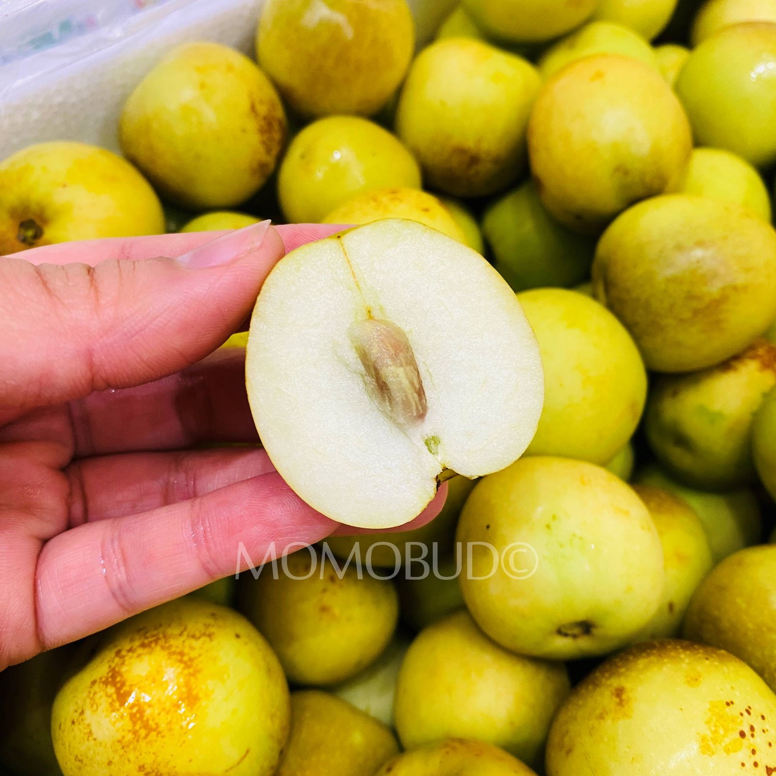 China Sweet Fresh Jujube (Dates) - Image 4