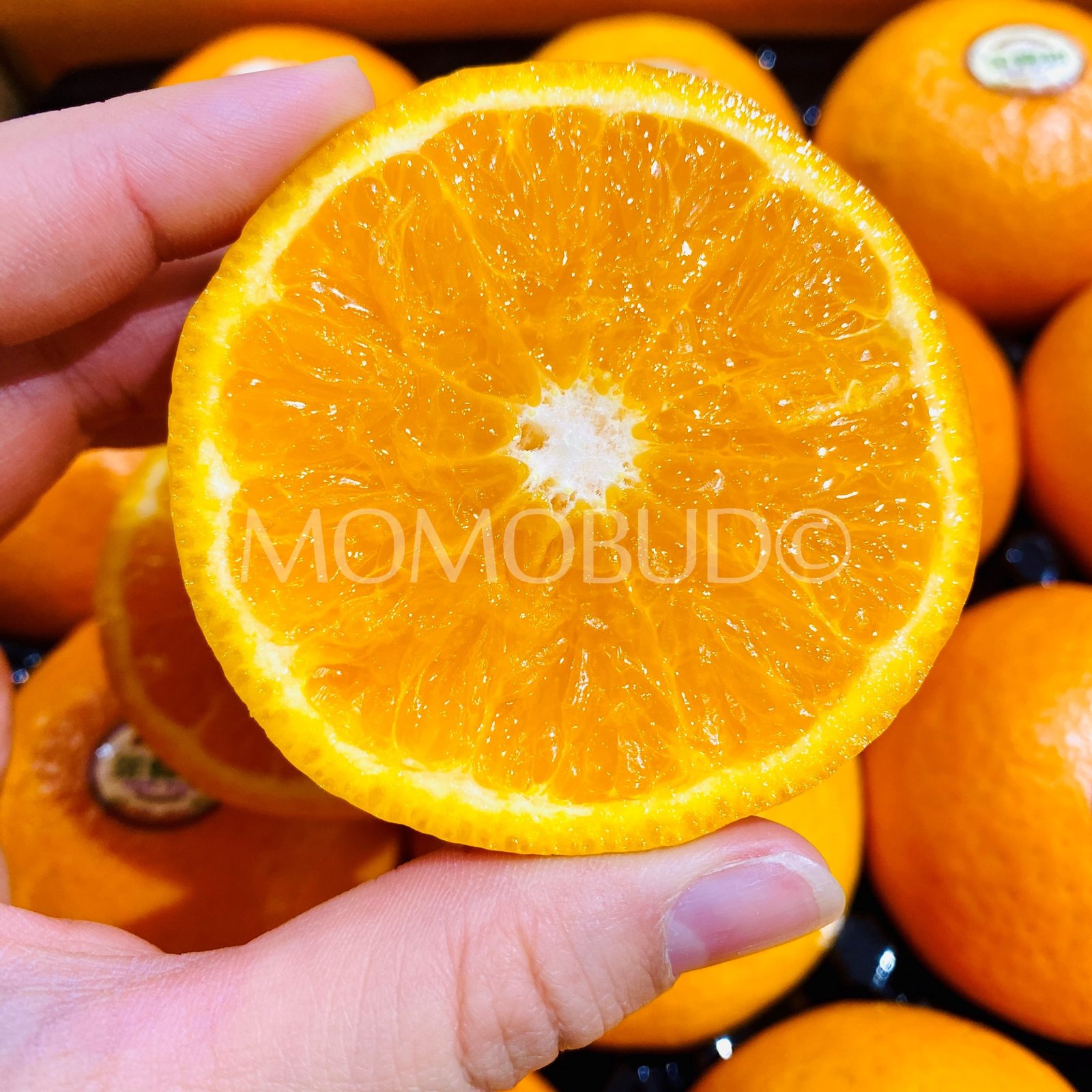 China Golden Honey Mandarin Orange - Image 4