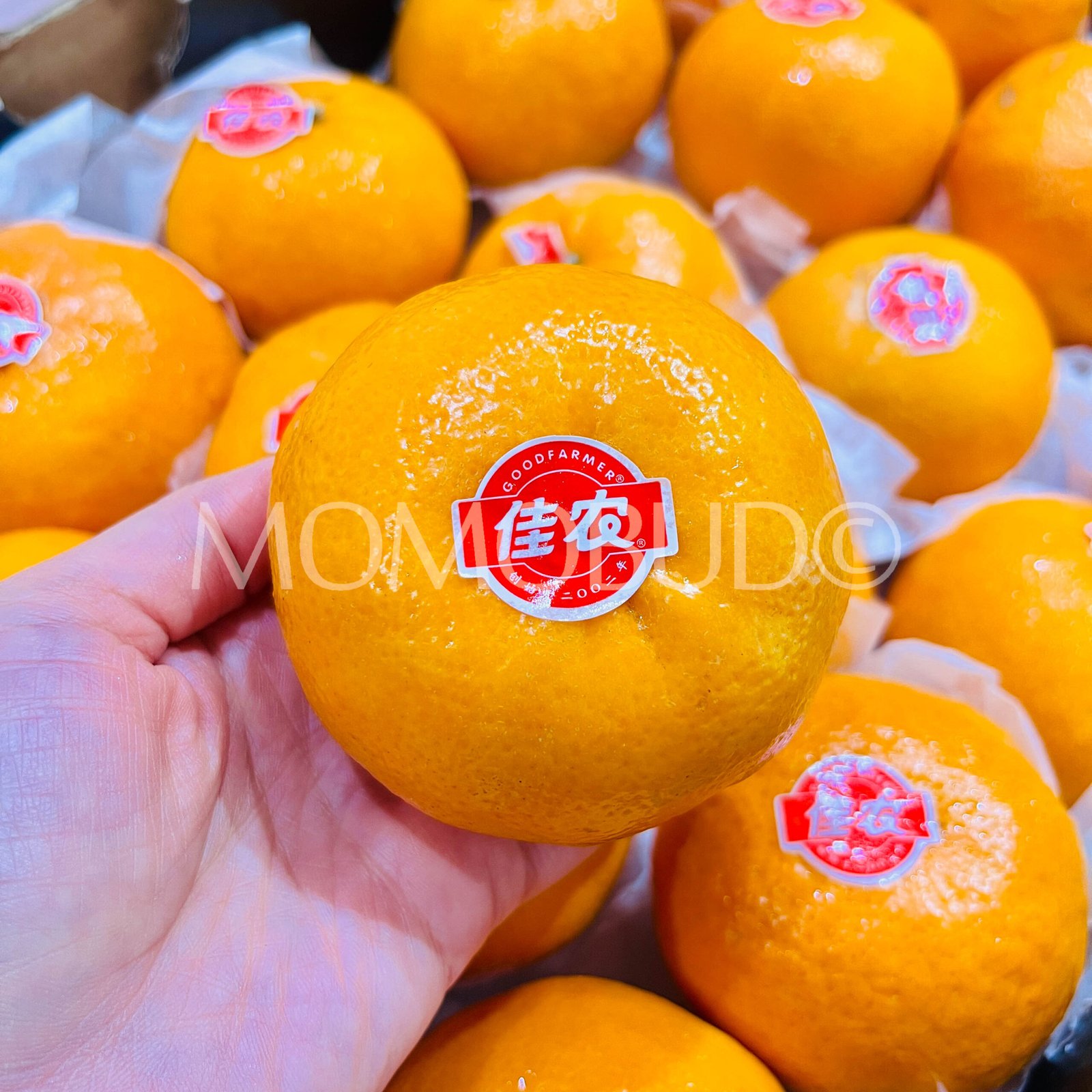 Jia Nong Mandarin Orange (6pcs) - Image 3