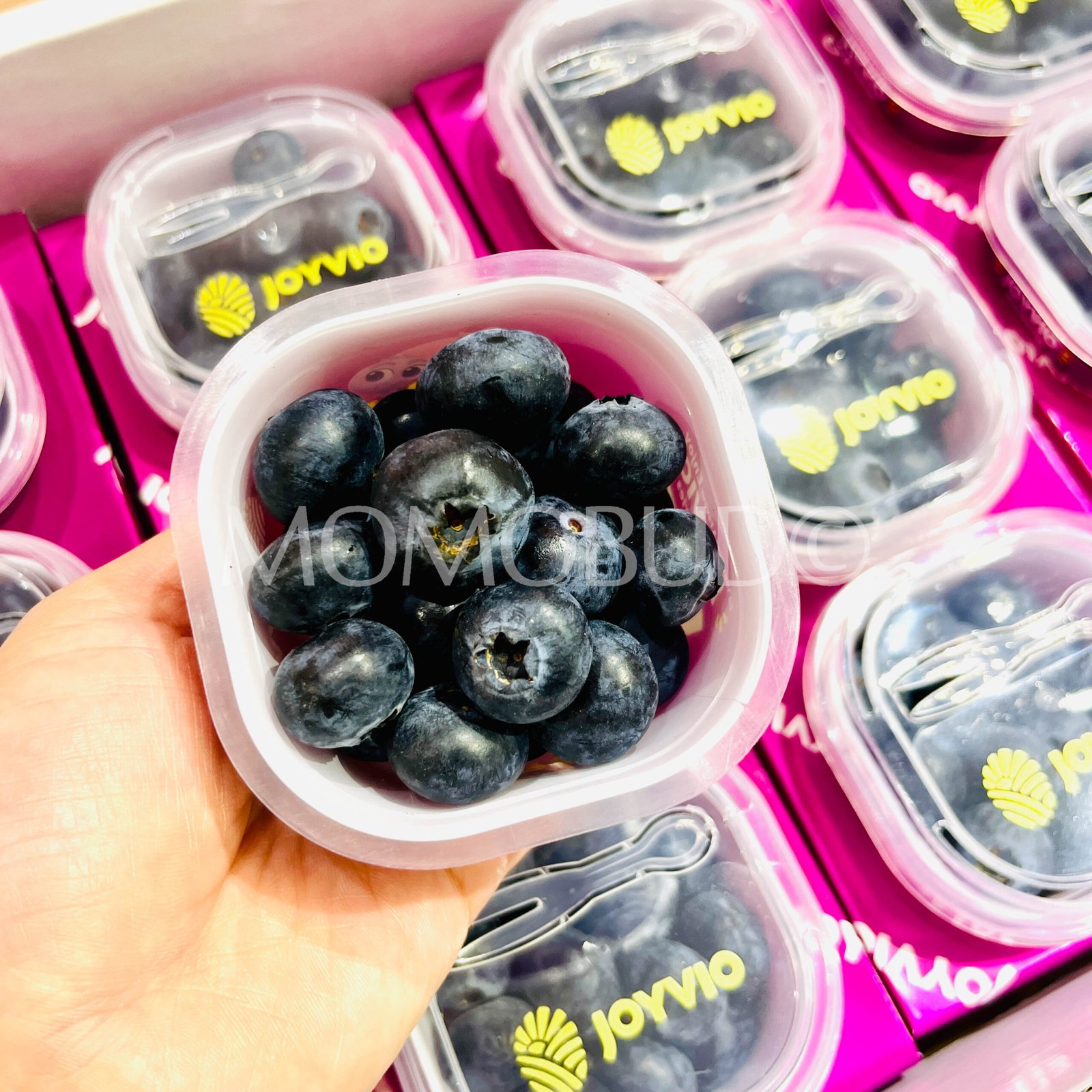 Joyvio Jumbo Blueberry (60g cup) - Image 6
