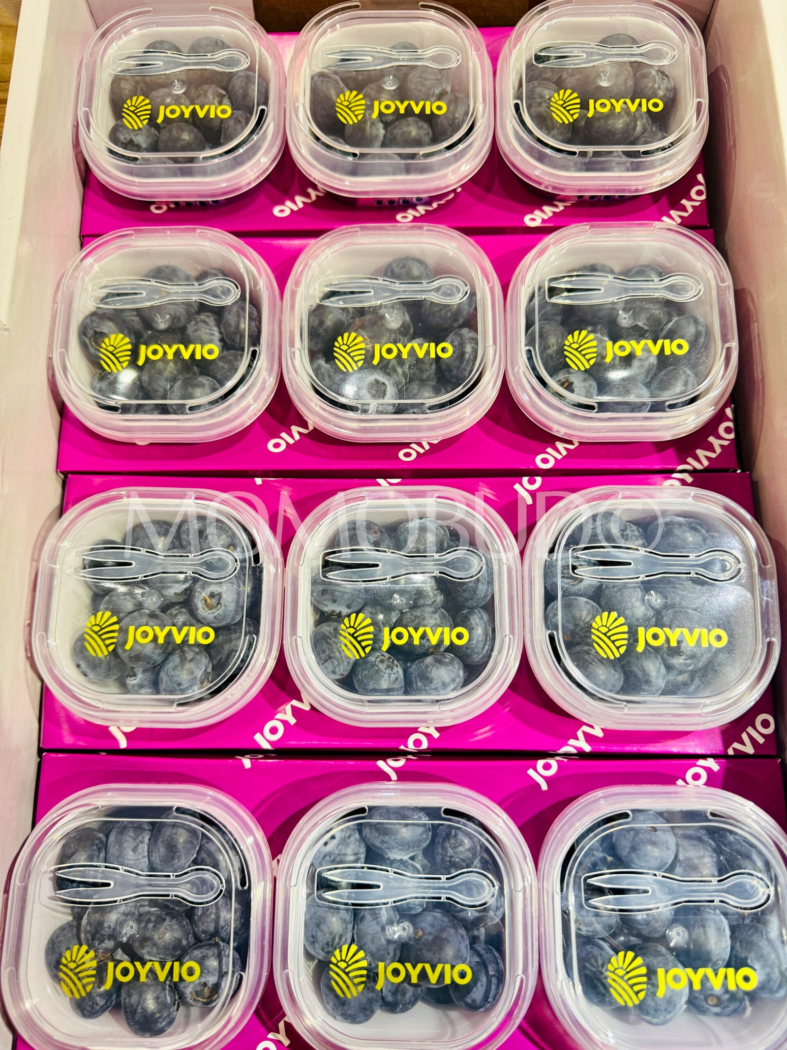 Joyvio Jumbo Blueberry (60g cup) - Image 3