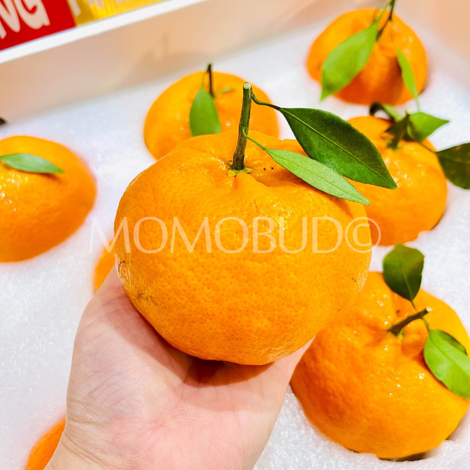Jumbo Gan Pin Mandarin Orange Gift Box (3kg approx) - Image 4