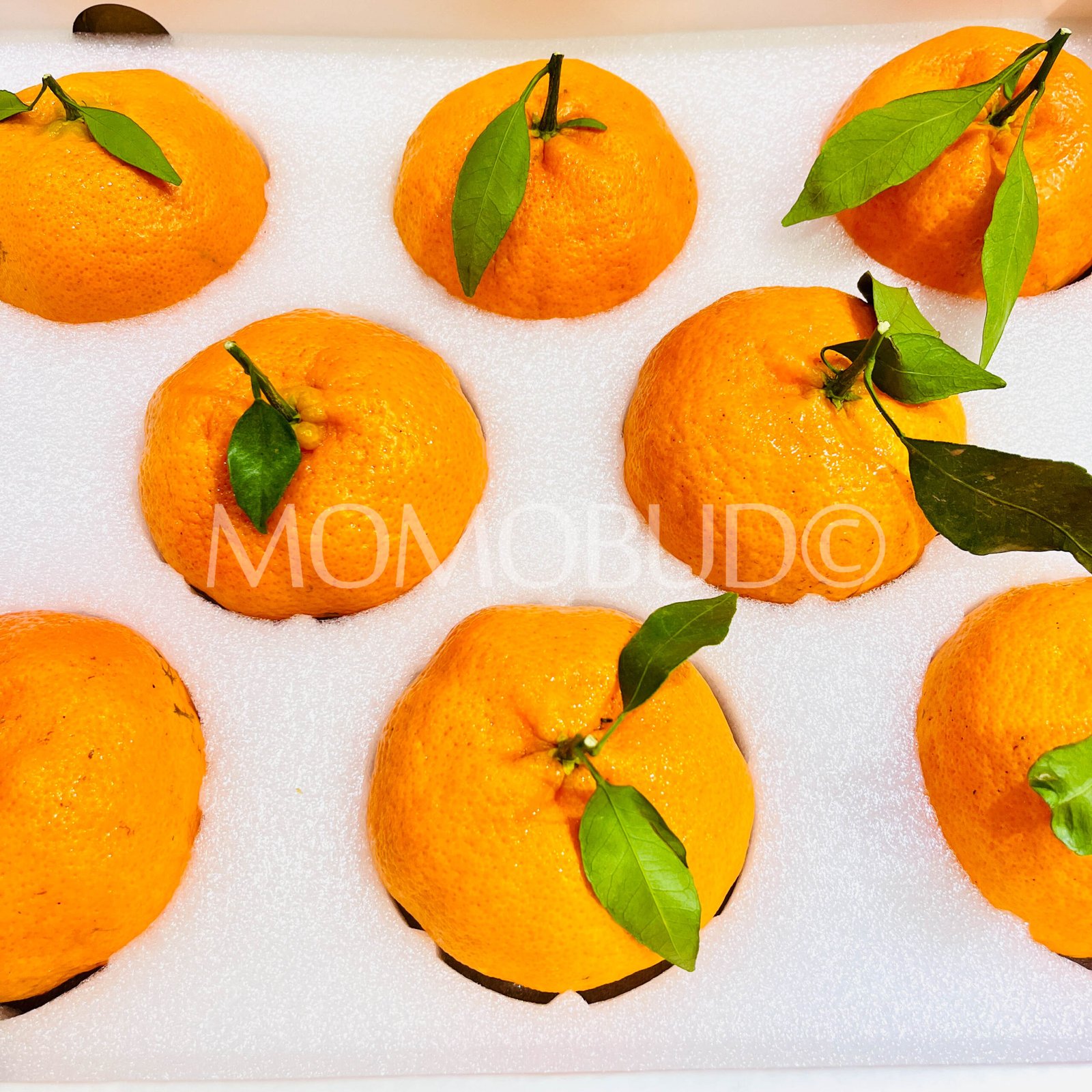 Jumbo Gan Pin Mandarin Orange Gift Box (3kg approx) - Image 3