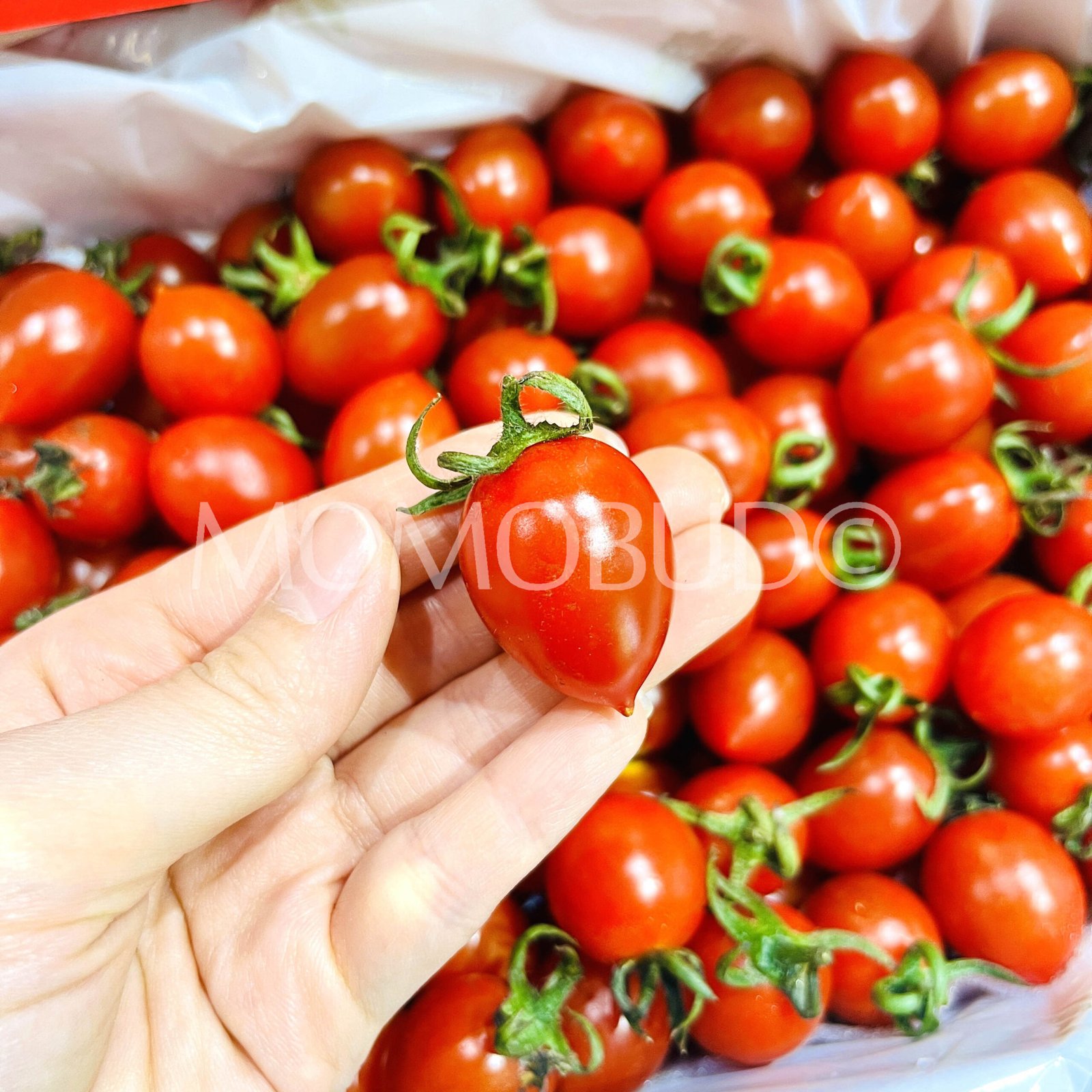 China Ling Long Cherry Tomato Gift Box (1kg) - Image 4