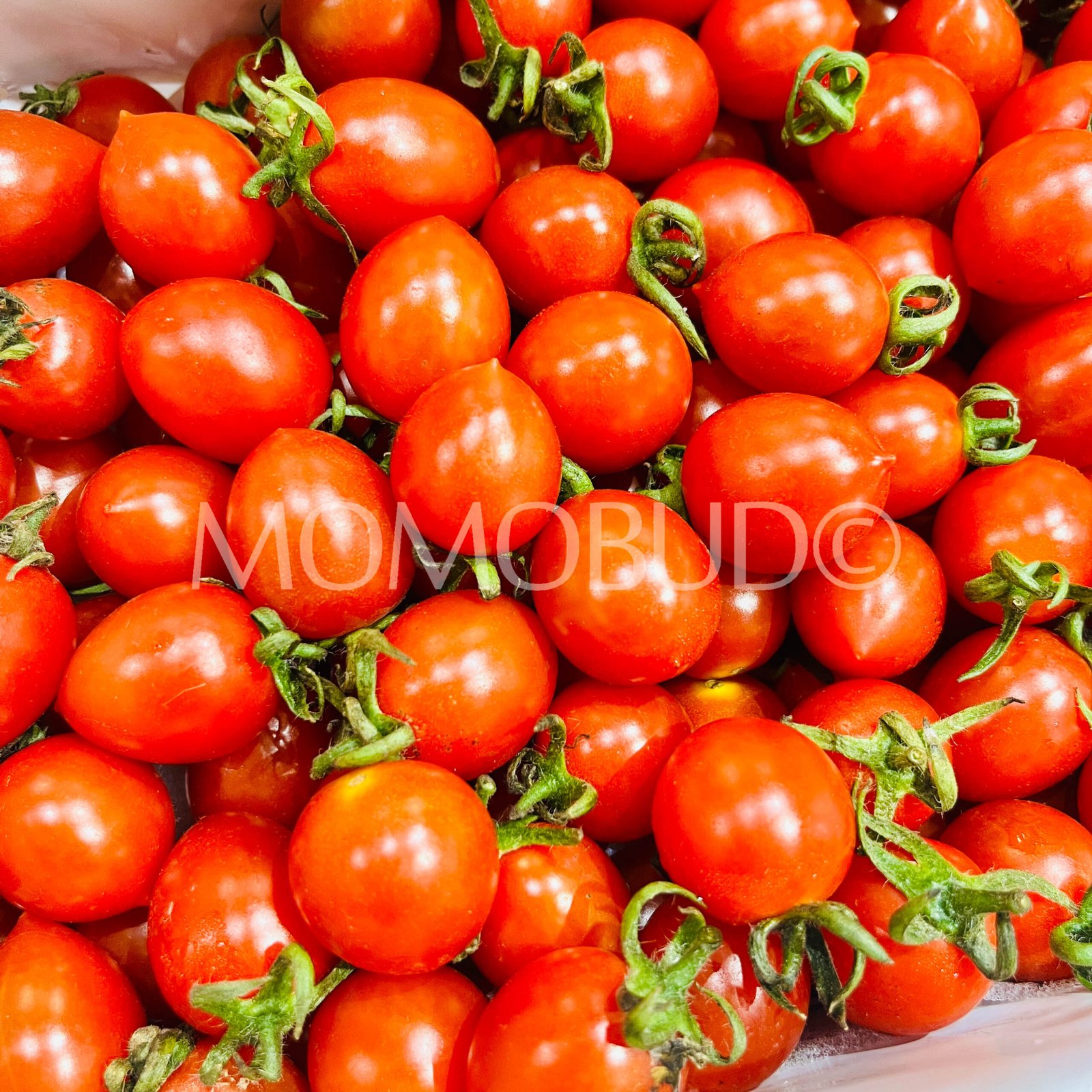China Ling Long Cherry Tomato Gift Box (1kg) - Image 3