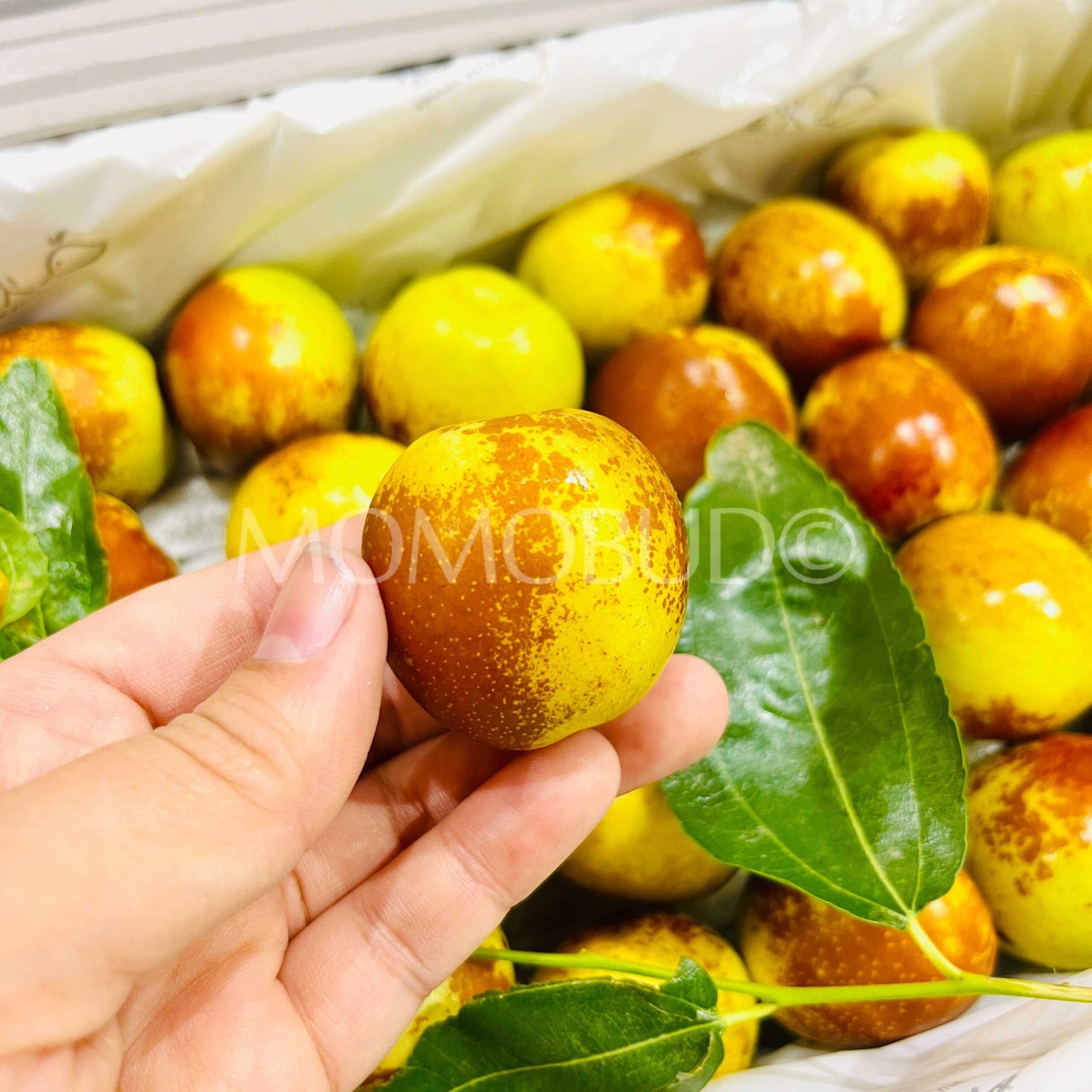 China Mars Winter Jujube (Fresh Dates) Gift Box (1.2kg) - Image 3
