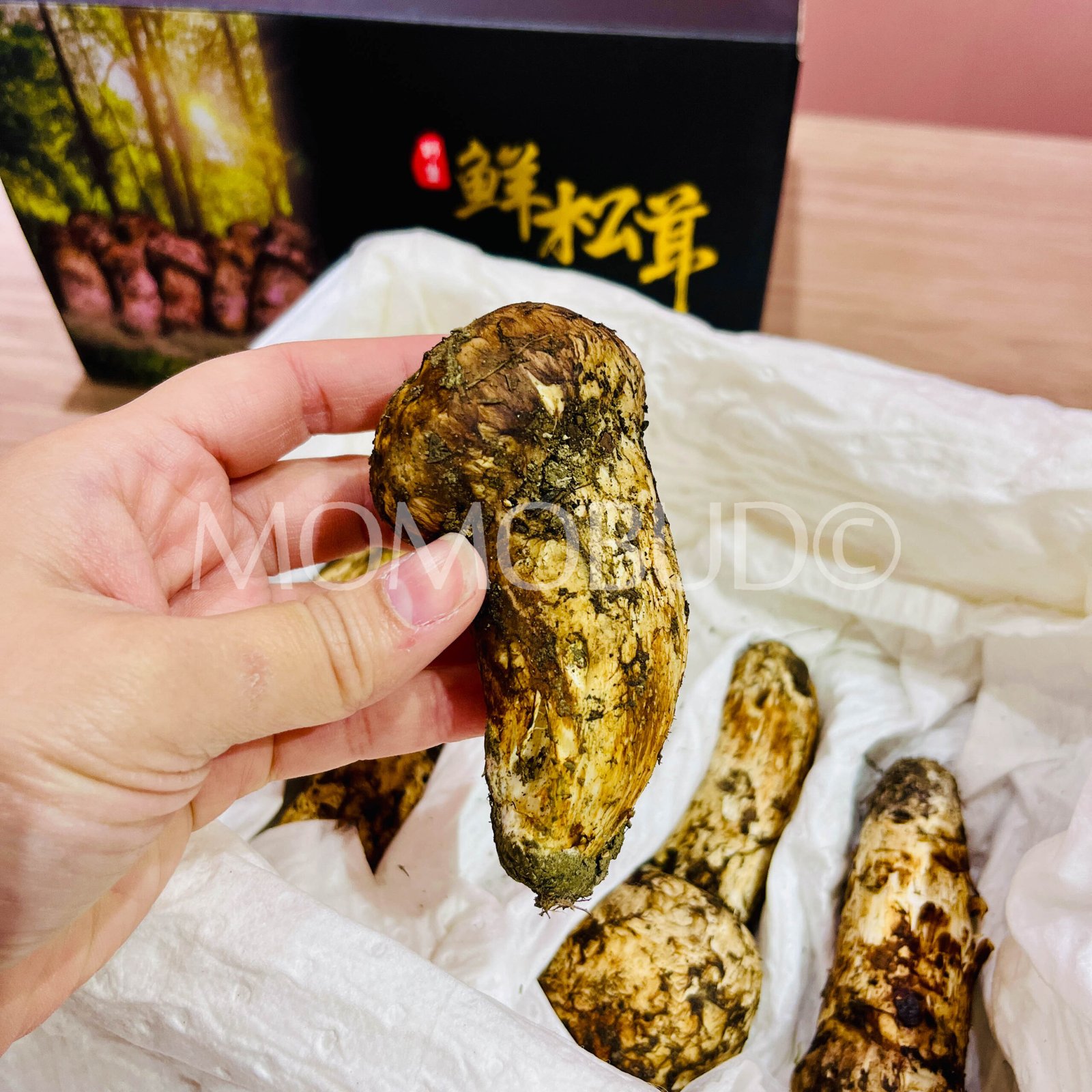 *Exclusive* Matsutake Mushroom Gift Box (500g) - Image 6