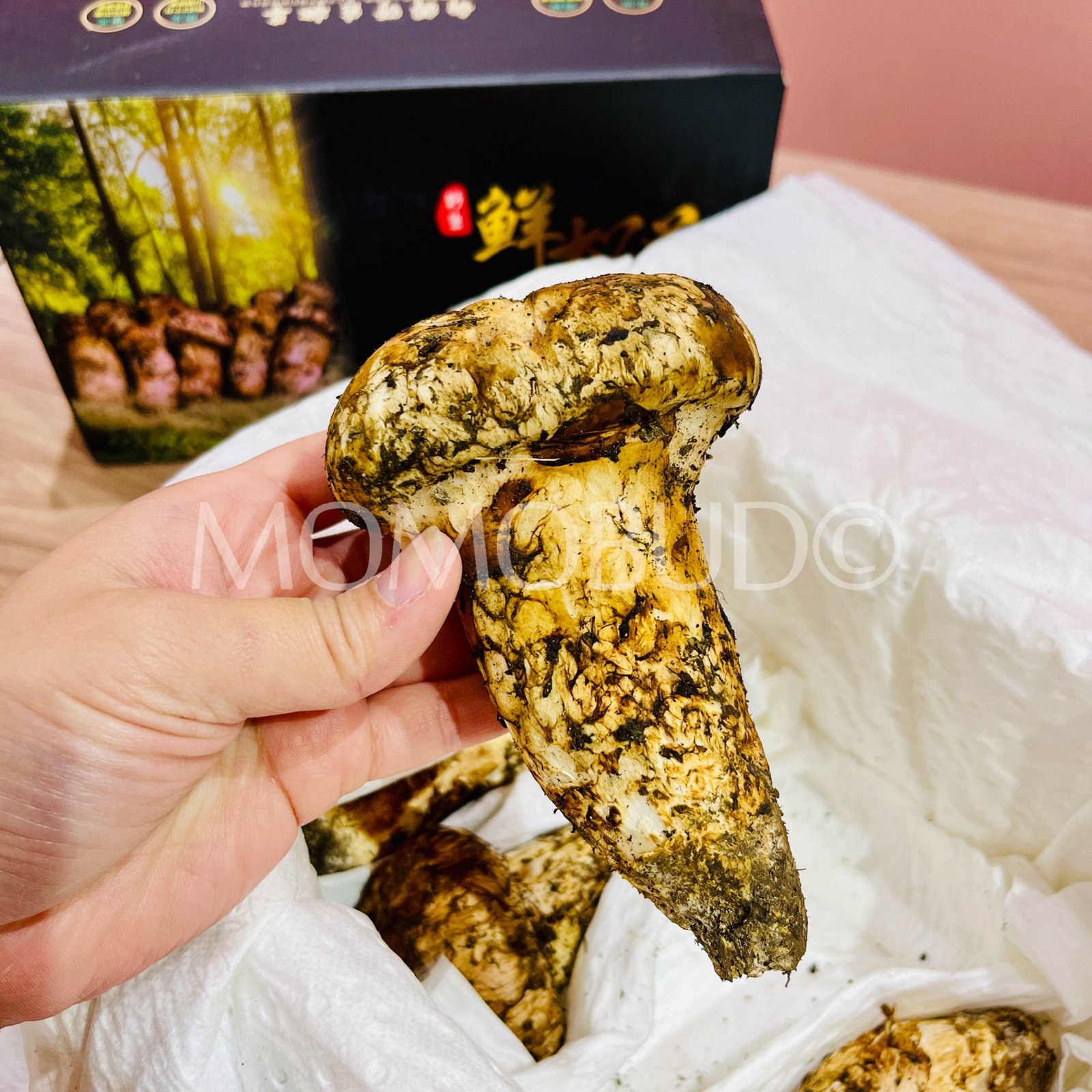 *Exclusive* Matsutake Mushroom Gift Box (500g) - Image 4