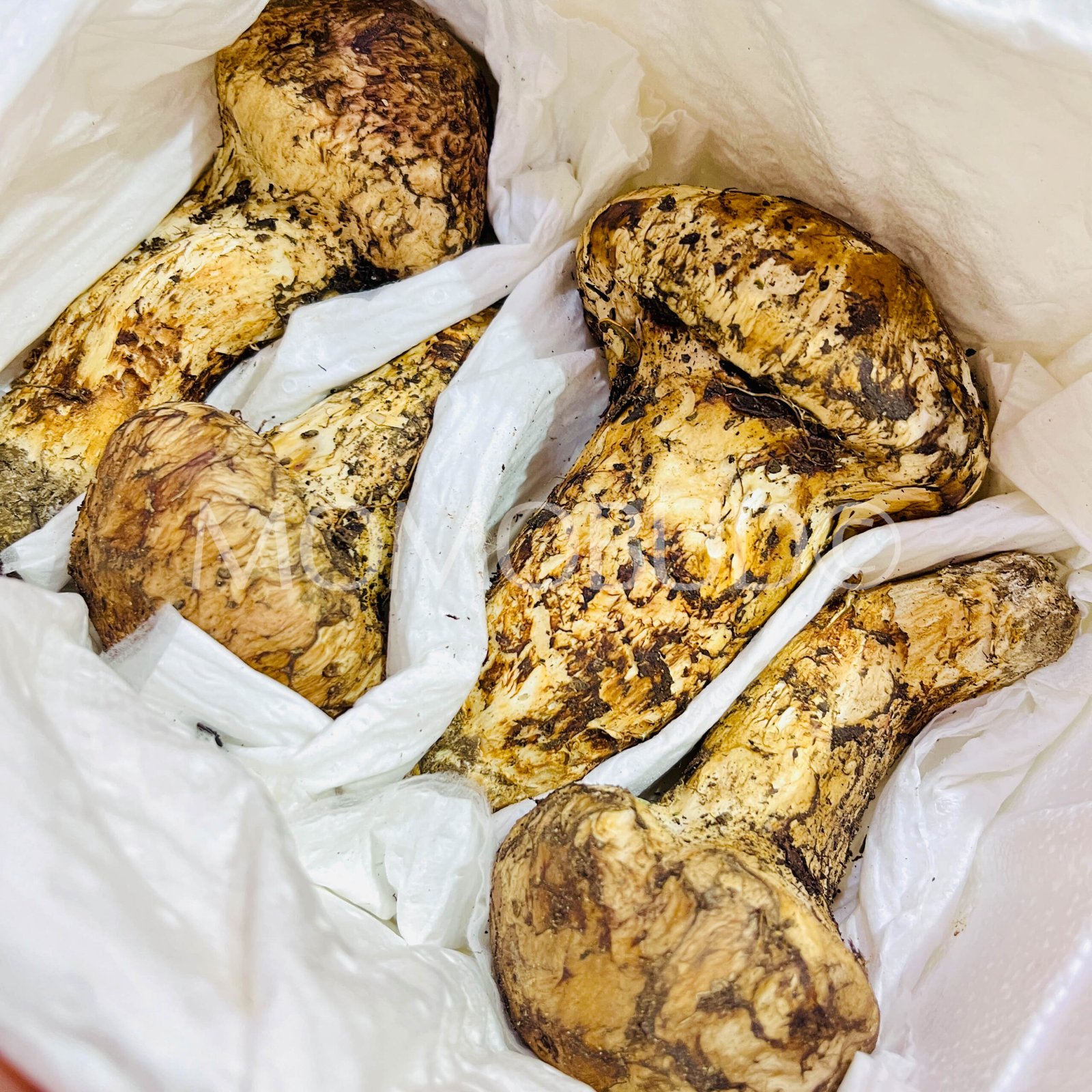 *Exclusive* Matsutake Mushroom Gift Box (500g) - Image 3