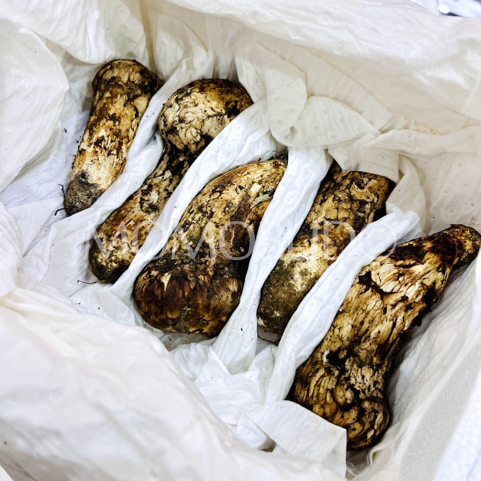 *Exclusive* Matsutake Mushroom Gift Box (500g) - Image 5