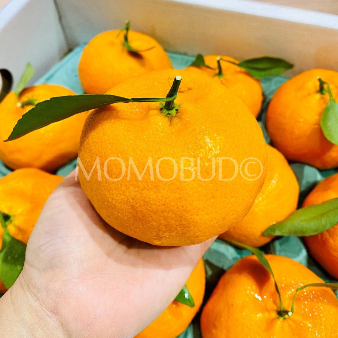 China Red Hyang Mandarin Orange - Image 3