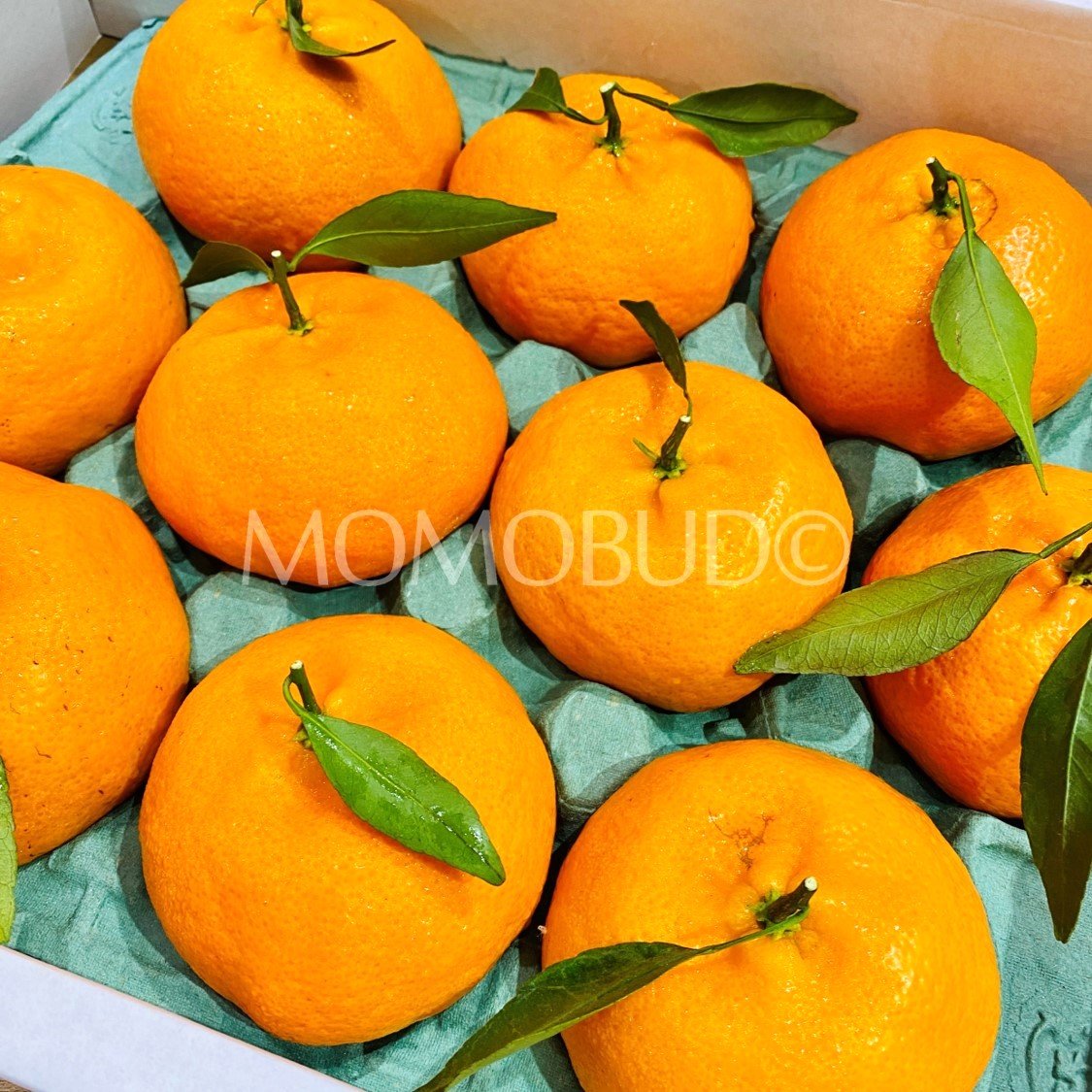 China Red Hyang Mandarin Orange - Image 2