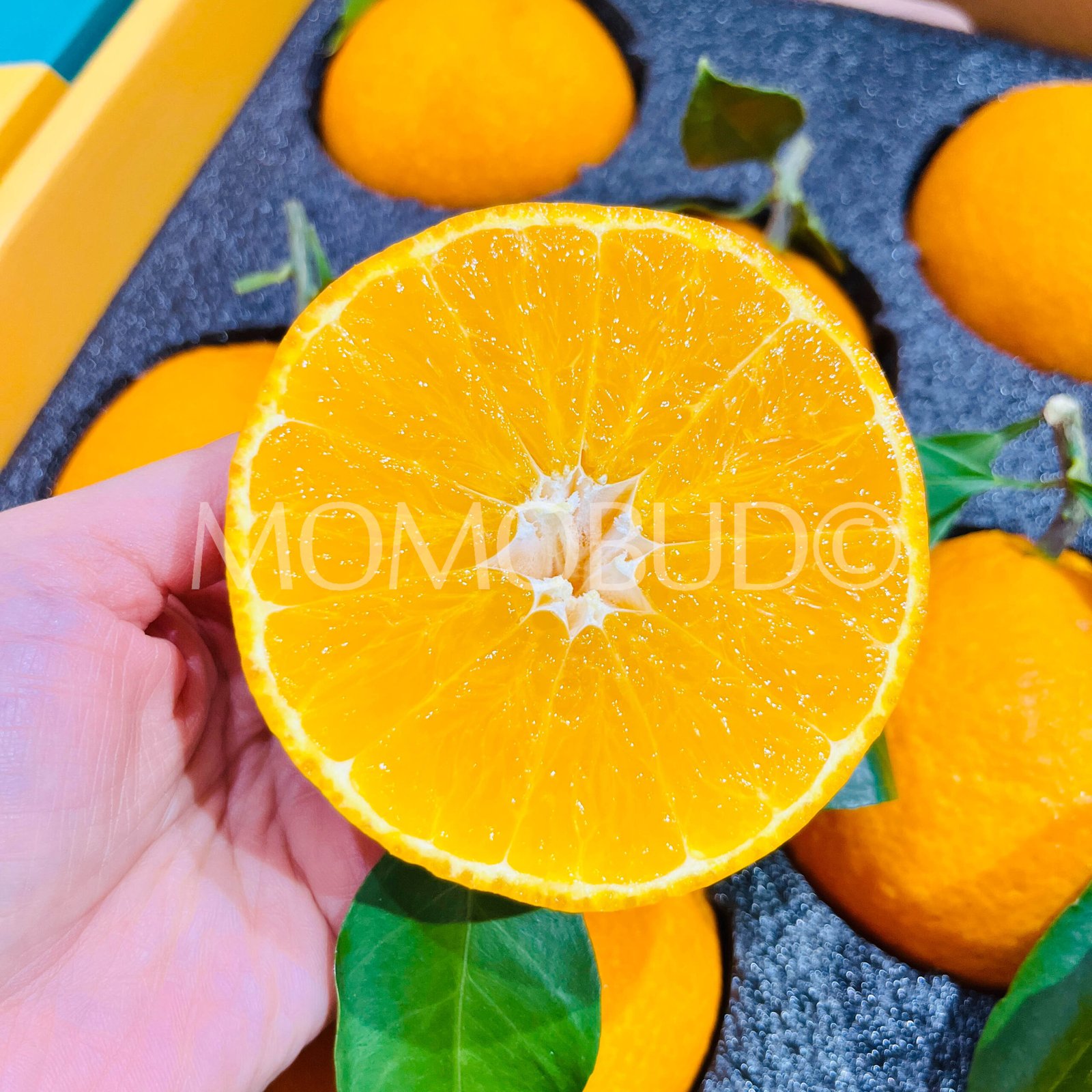 China Saga Hamasaki Mandarin (Jelly Orange) Gift Box (2.25kg approx) - Image 5