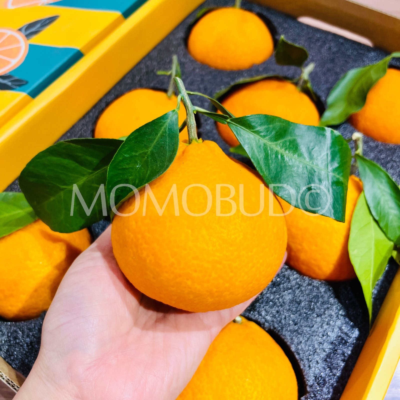 China Saga Hamasaki Mandarin (Jelly Orange) Gift Box (2.25kg approx) - Image 3