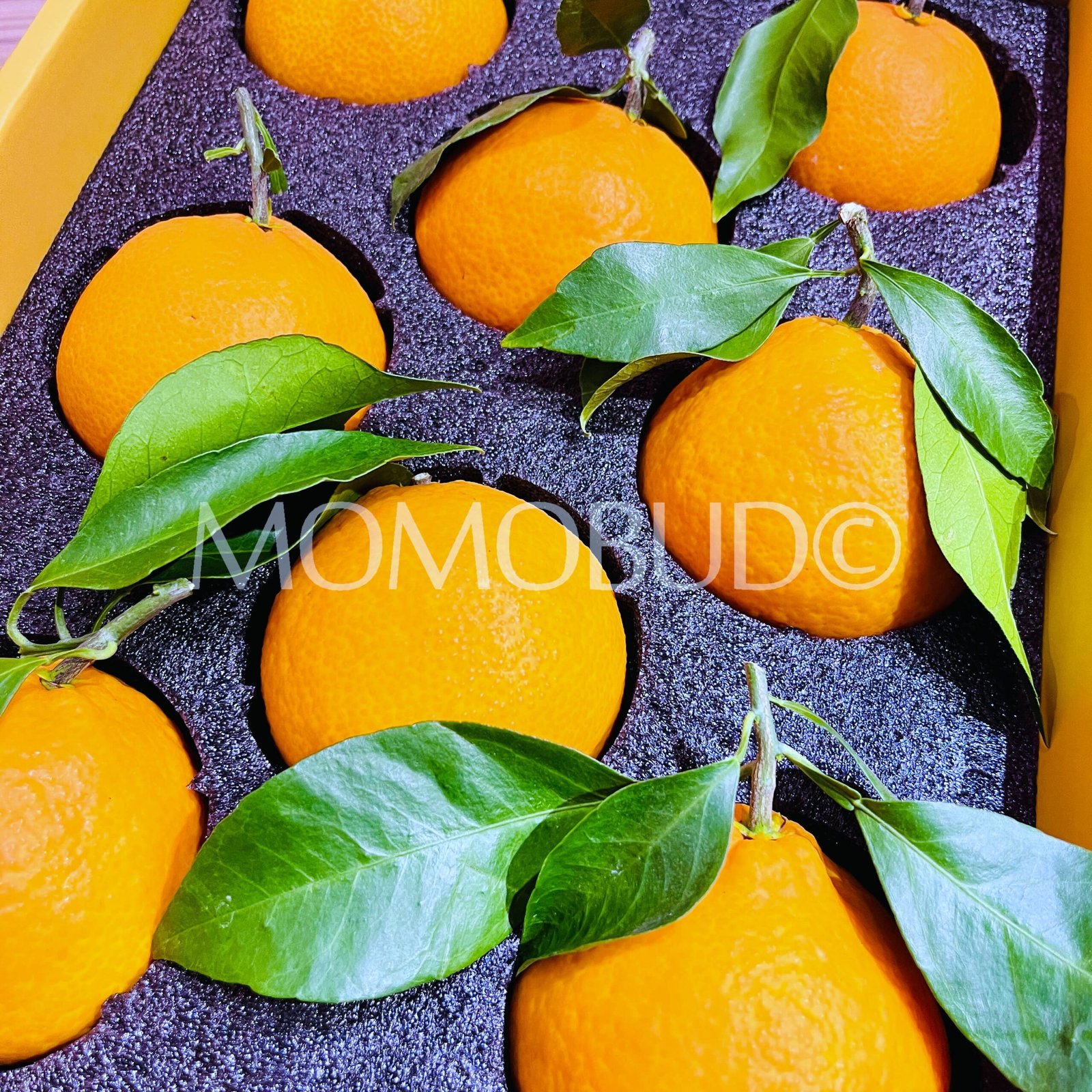 China Saga Hamasaki Mandarin (Jelly Orange) Gift Box (2.25kg approx) - Image 2