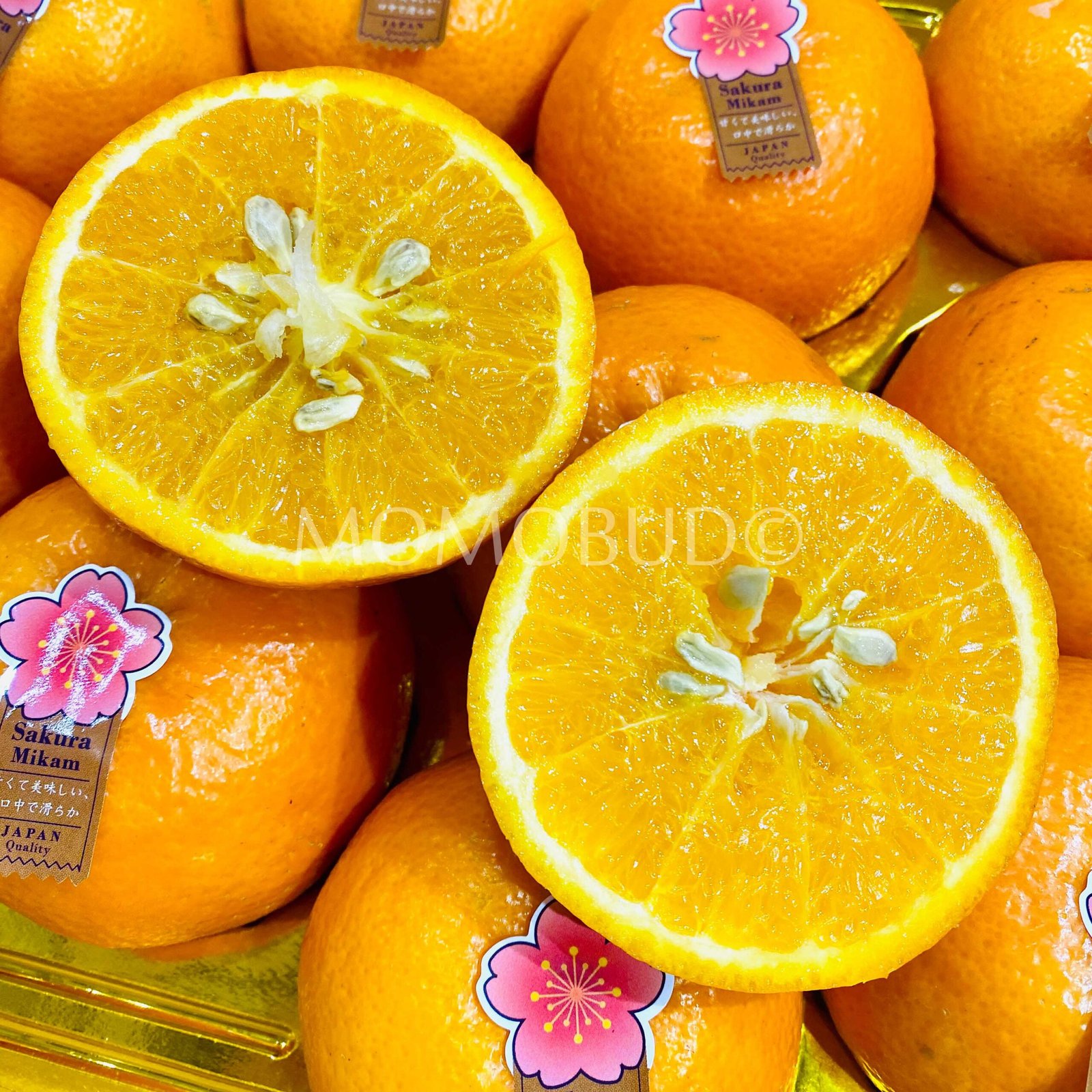 Neko Sakura Mikan (Mandarin Orange) - Image 5