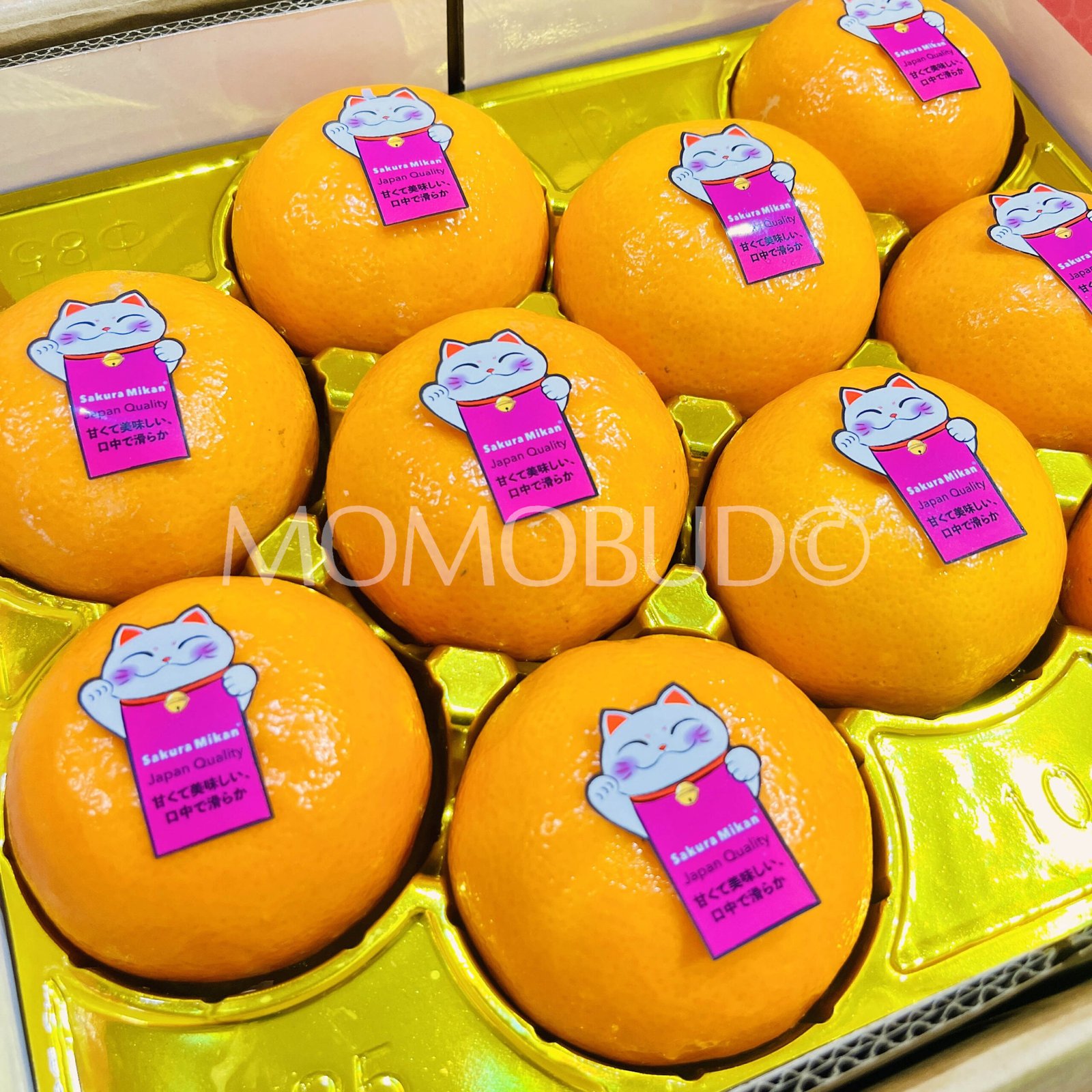 Neko Sakura Mikan (Mandarin Orange) - Image 2