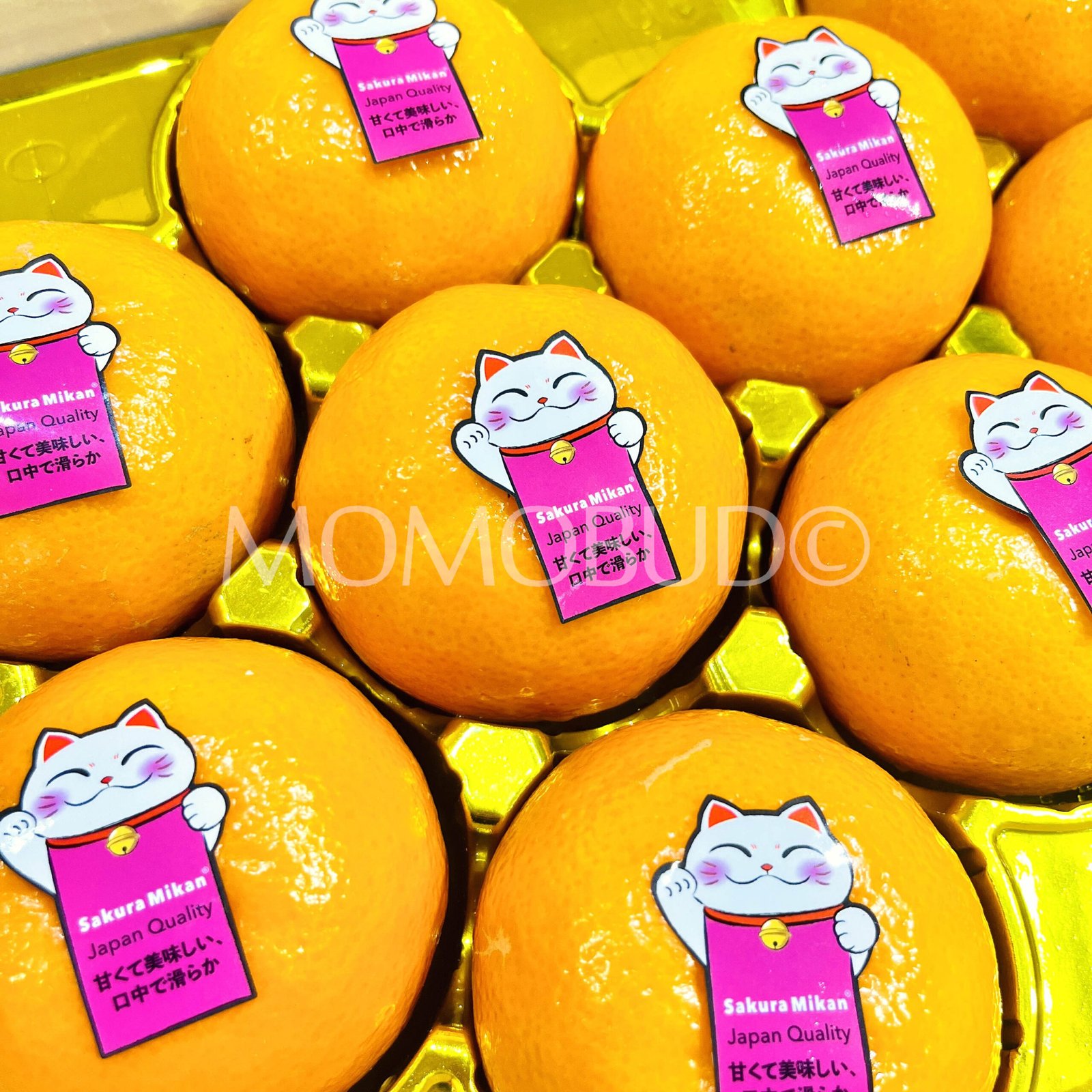 Neko Sakura Mikan (Mandarin Orange) - Image 3