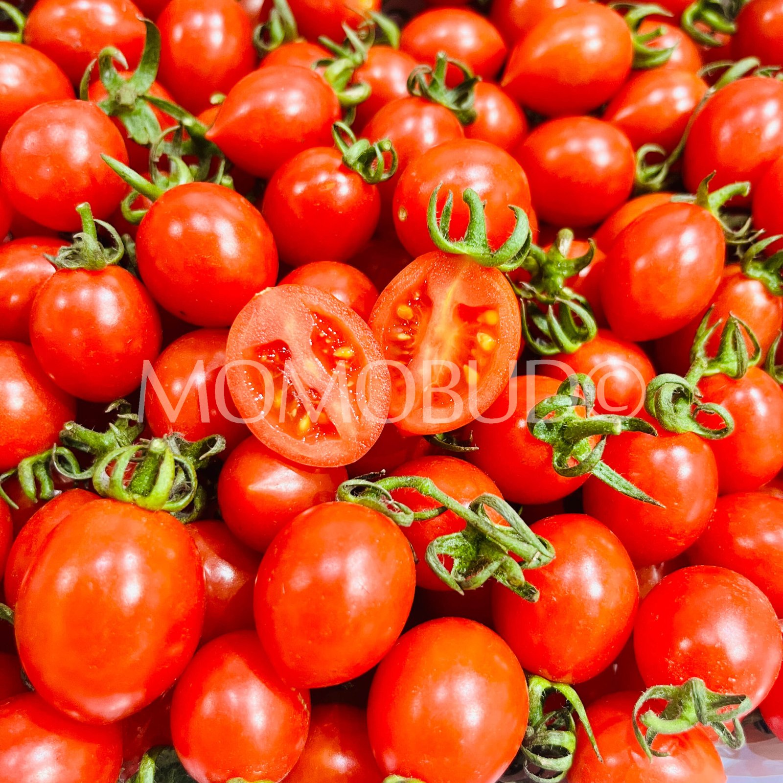 China Xiao Zhu Cherry Tomato Gift Box (1kg) - Image 6