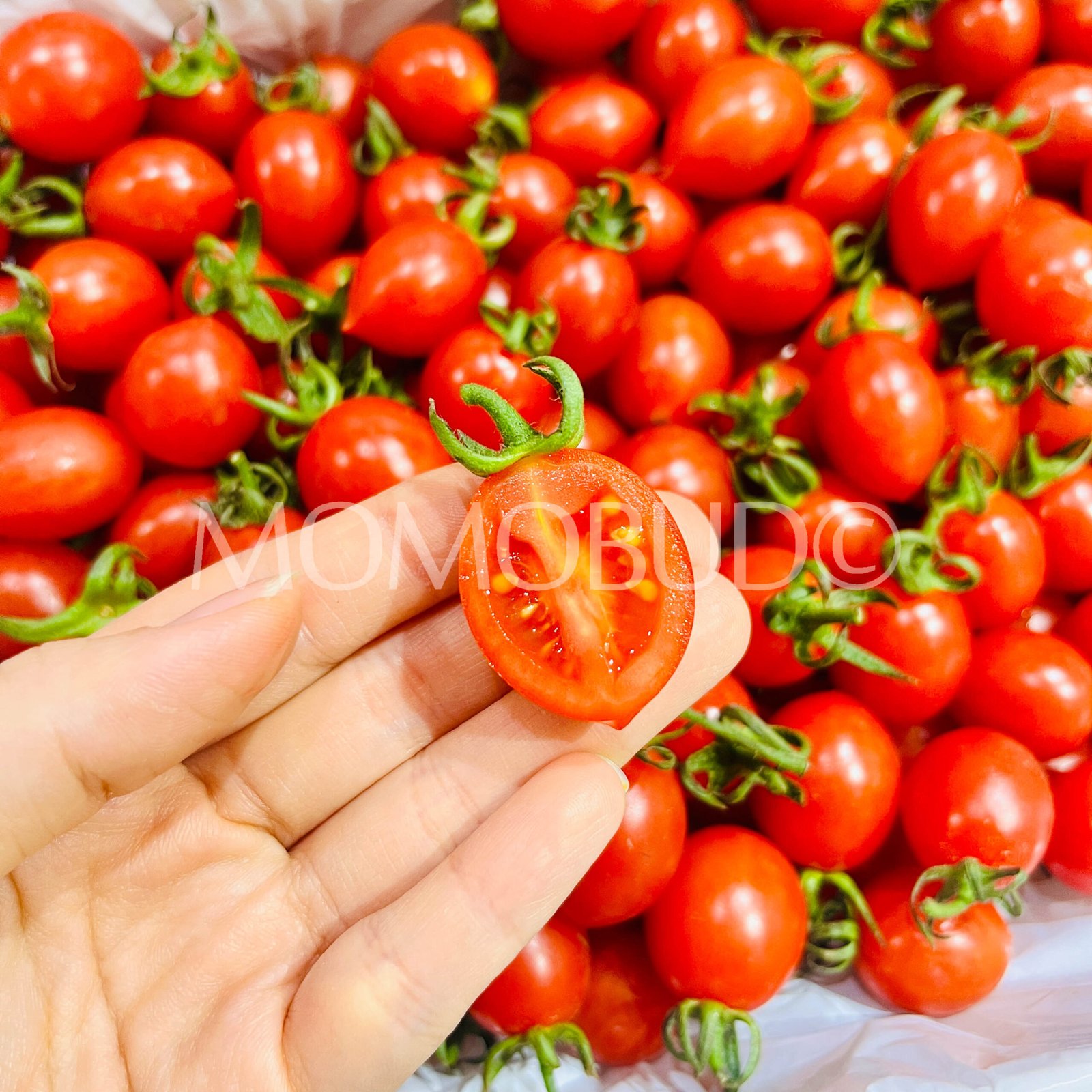China Xiao Zhu Cherry Tomato Gift Box (1kg) - Image 5