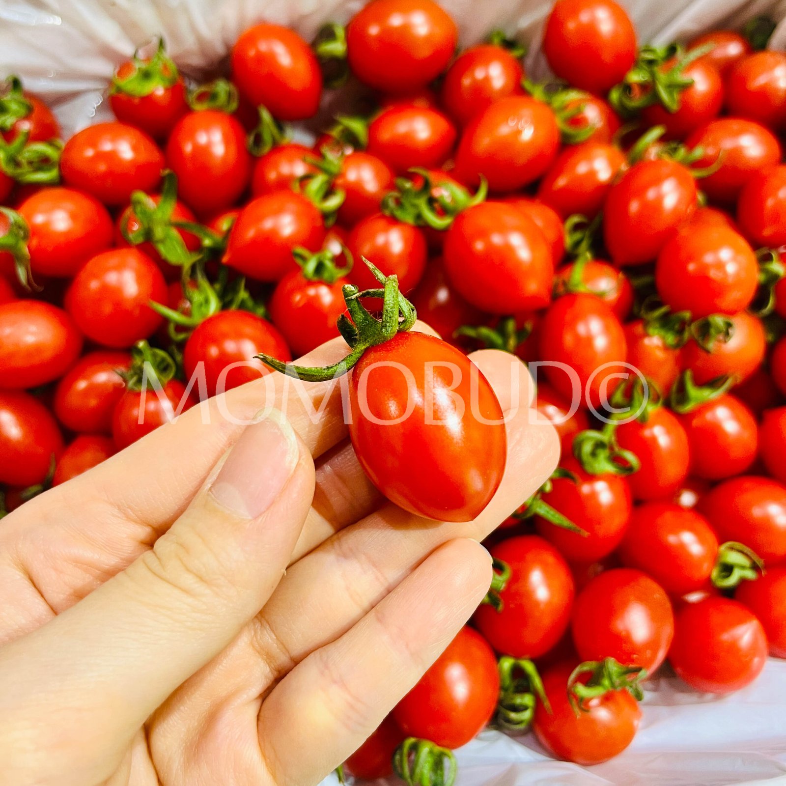 China Xiao Zhu Cherry Tomato Gift Box (1kg) - Image 4