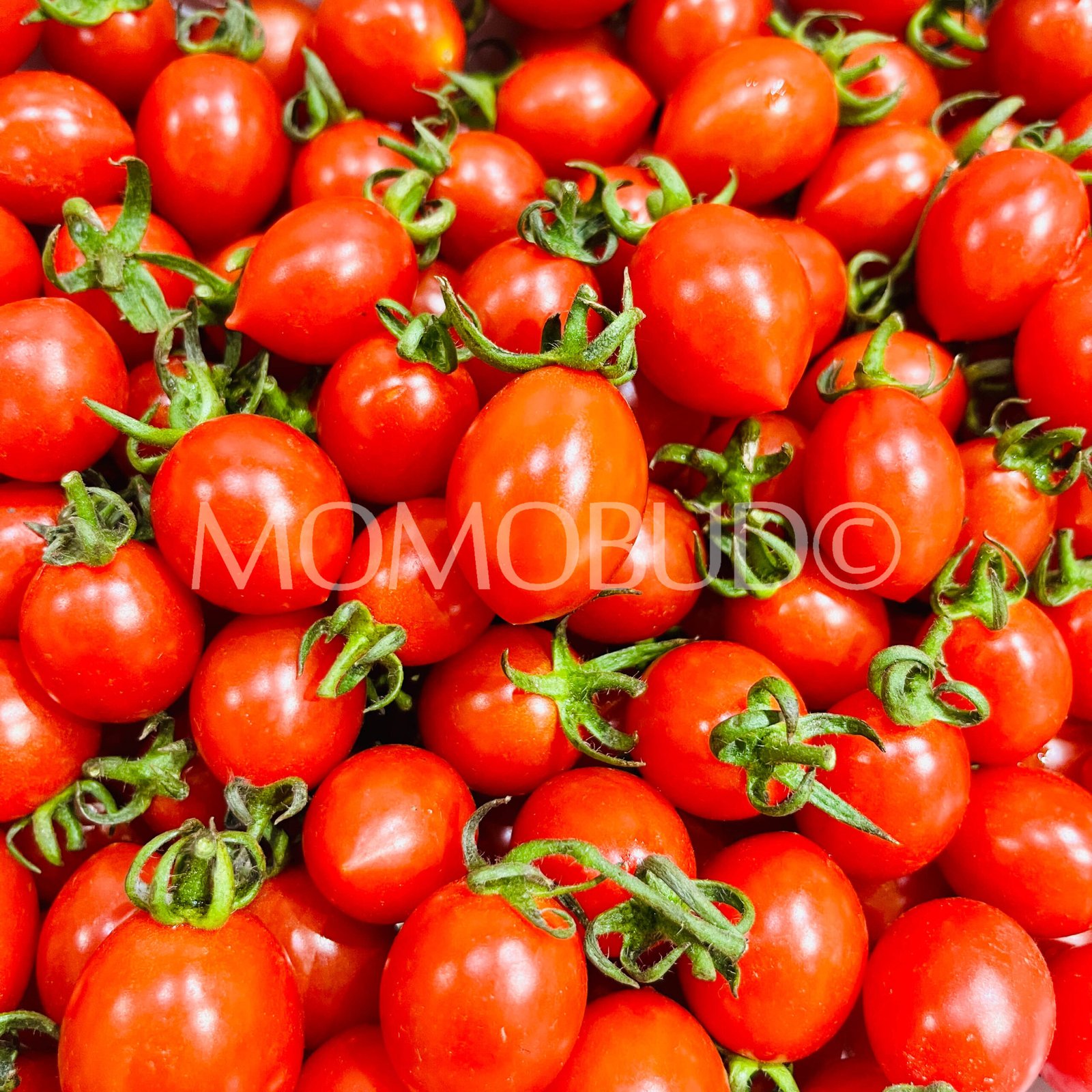 China Xiao Zhu Cherry Tomato Gift Box (1kg) - Image 3