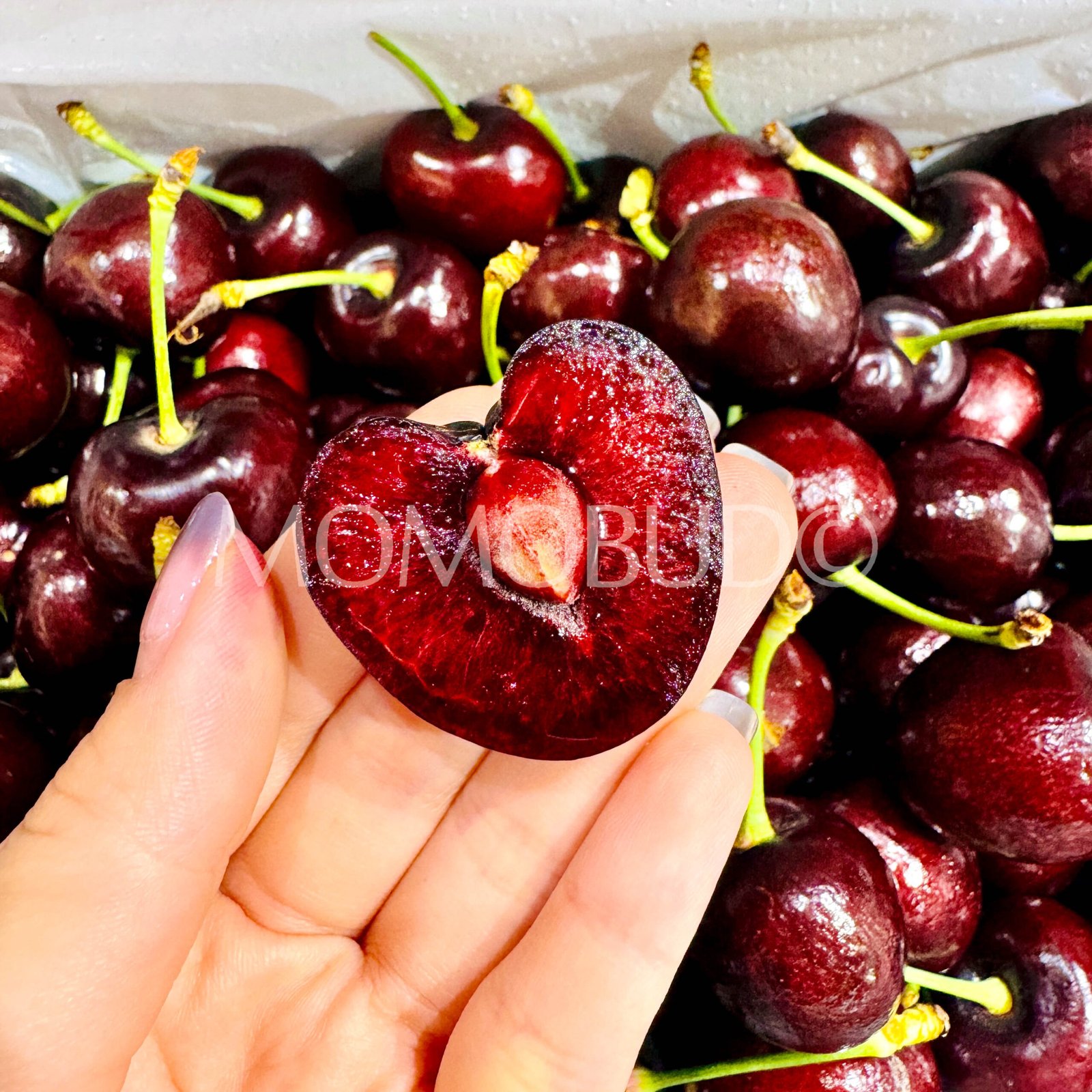 Australian Cotsaris Red Cherry - Image 3
