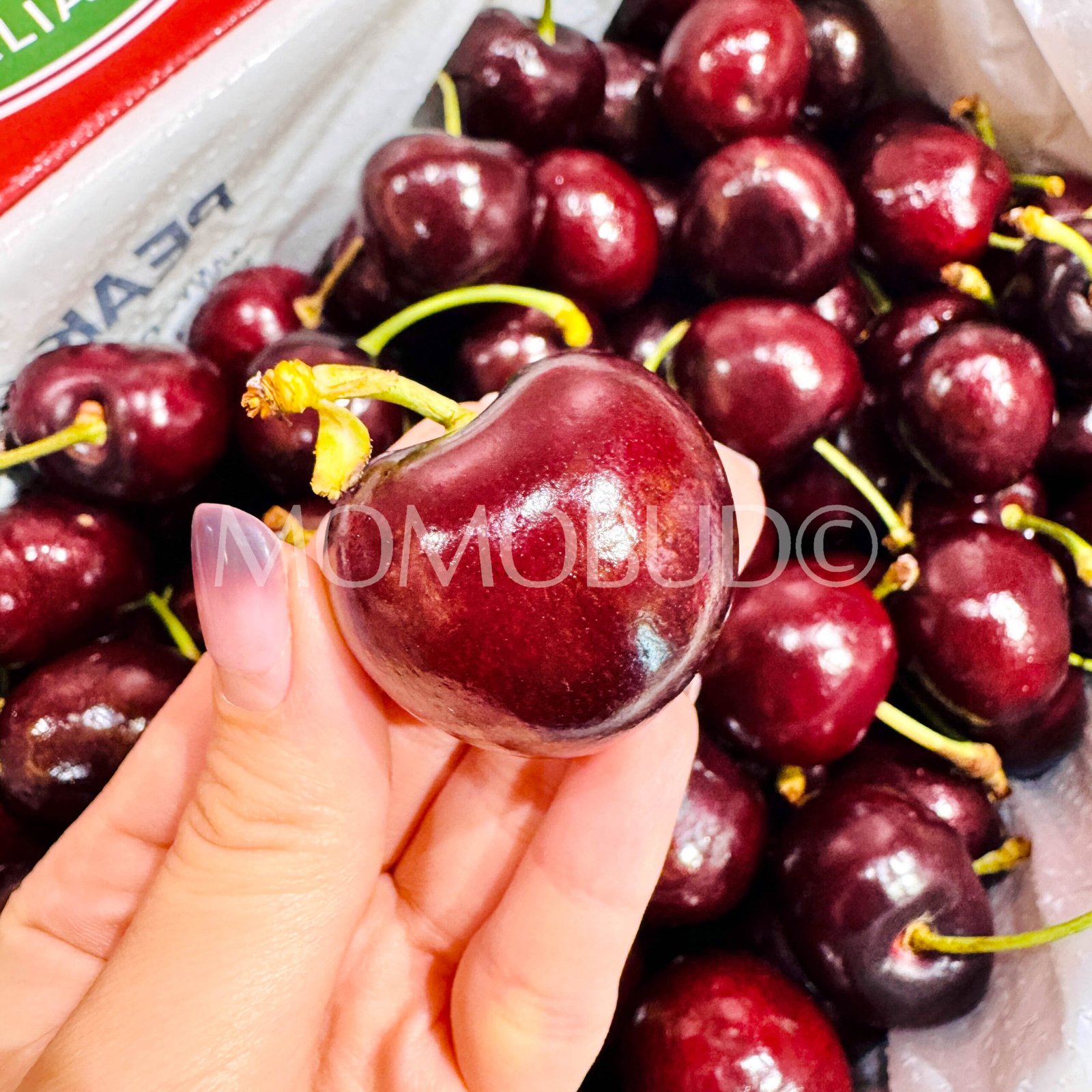 Australian Cotsaris Red Cherry - Image 2