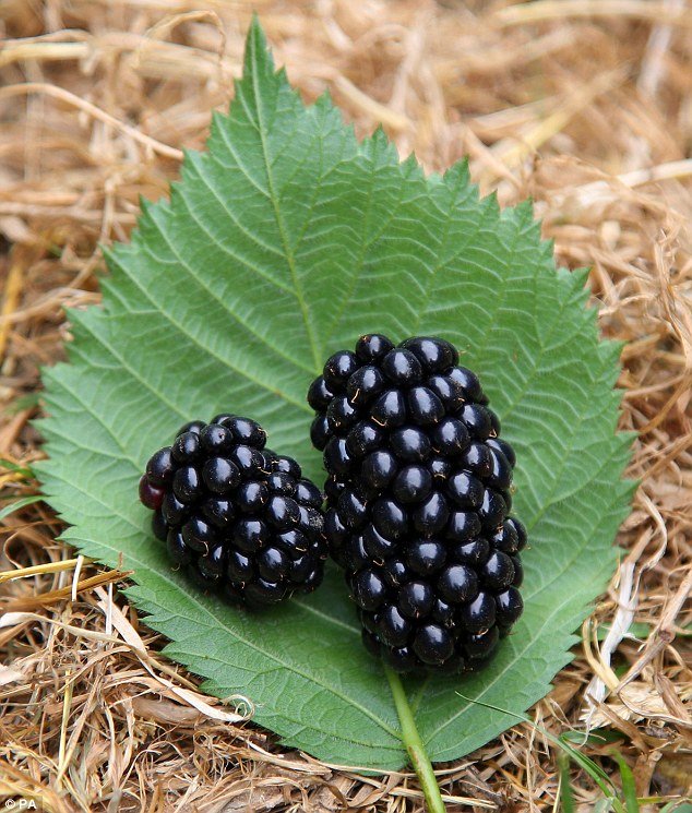 Driscoll's Sweetest Batch Blackberry (170g punnet) - Image 6