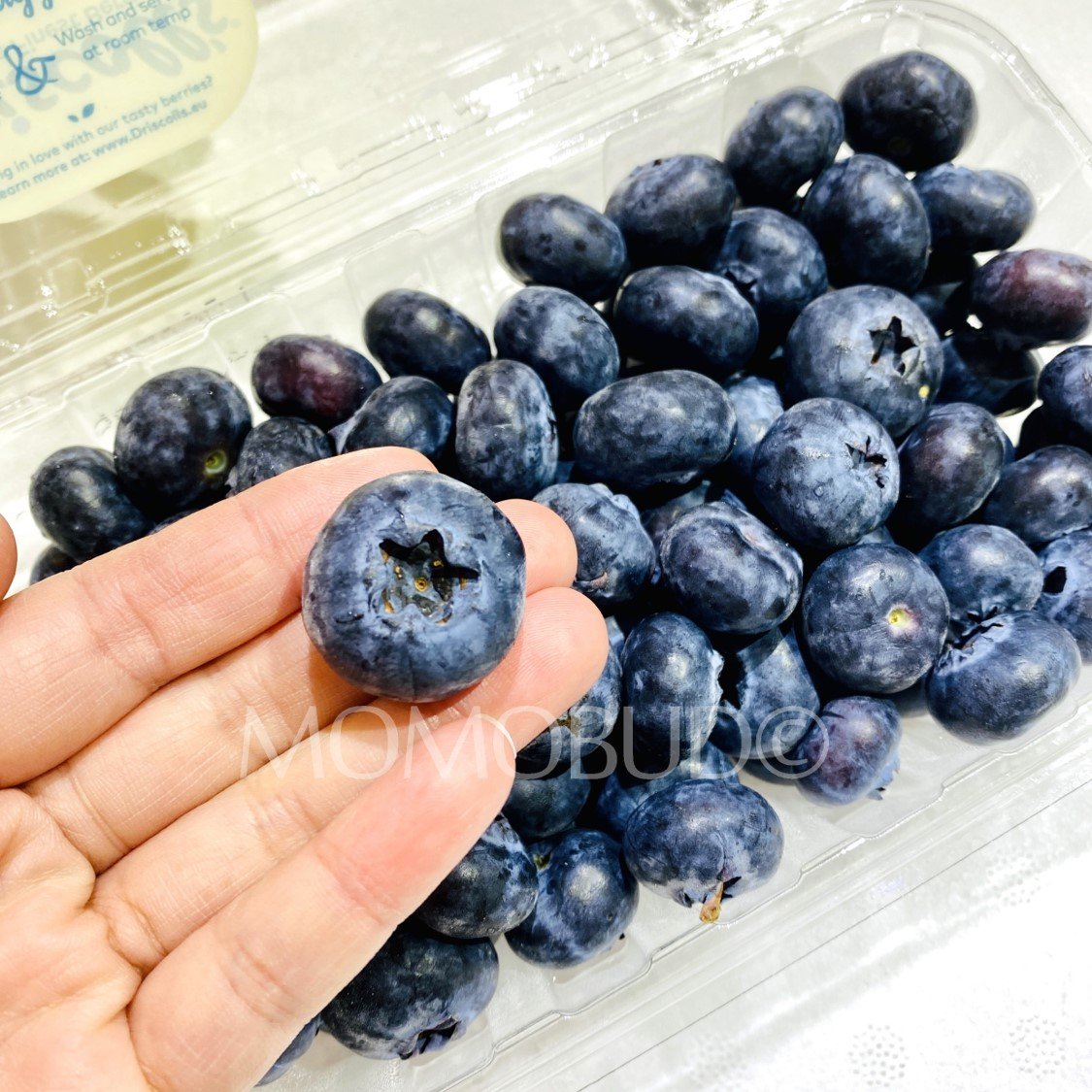 Driscoll's Blueberry (300g punnet) - Image 3