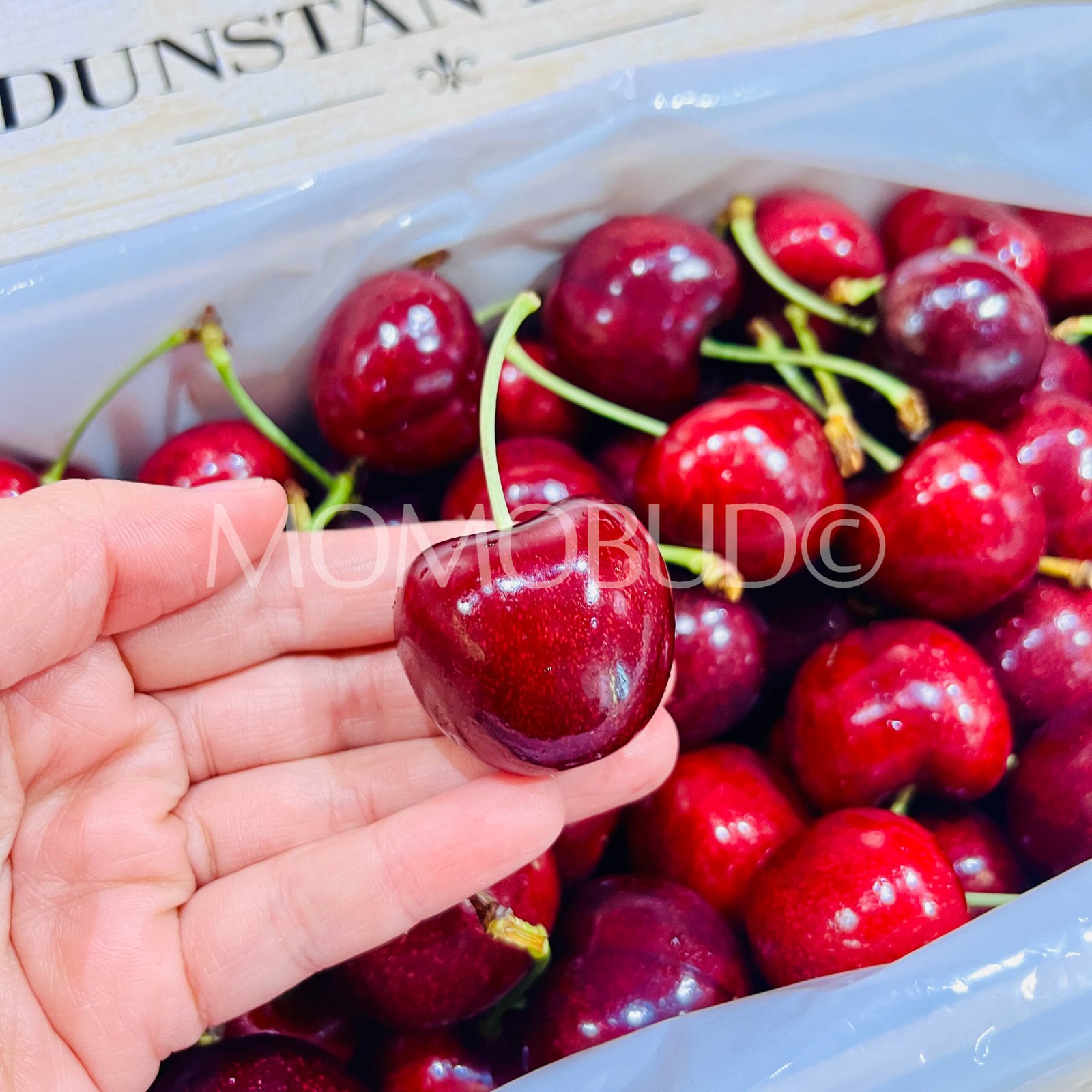 Dunstan Hills Lapin Red Cherry (2kg Premium Box) - Image 4