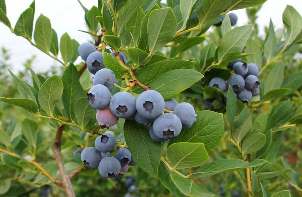 Japanese Aichi Blueberry (100g punnet) - Image 6