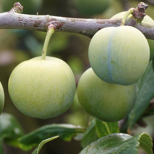 Emerald Beaut Pluot Box - Image 4