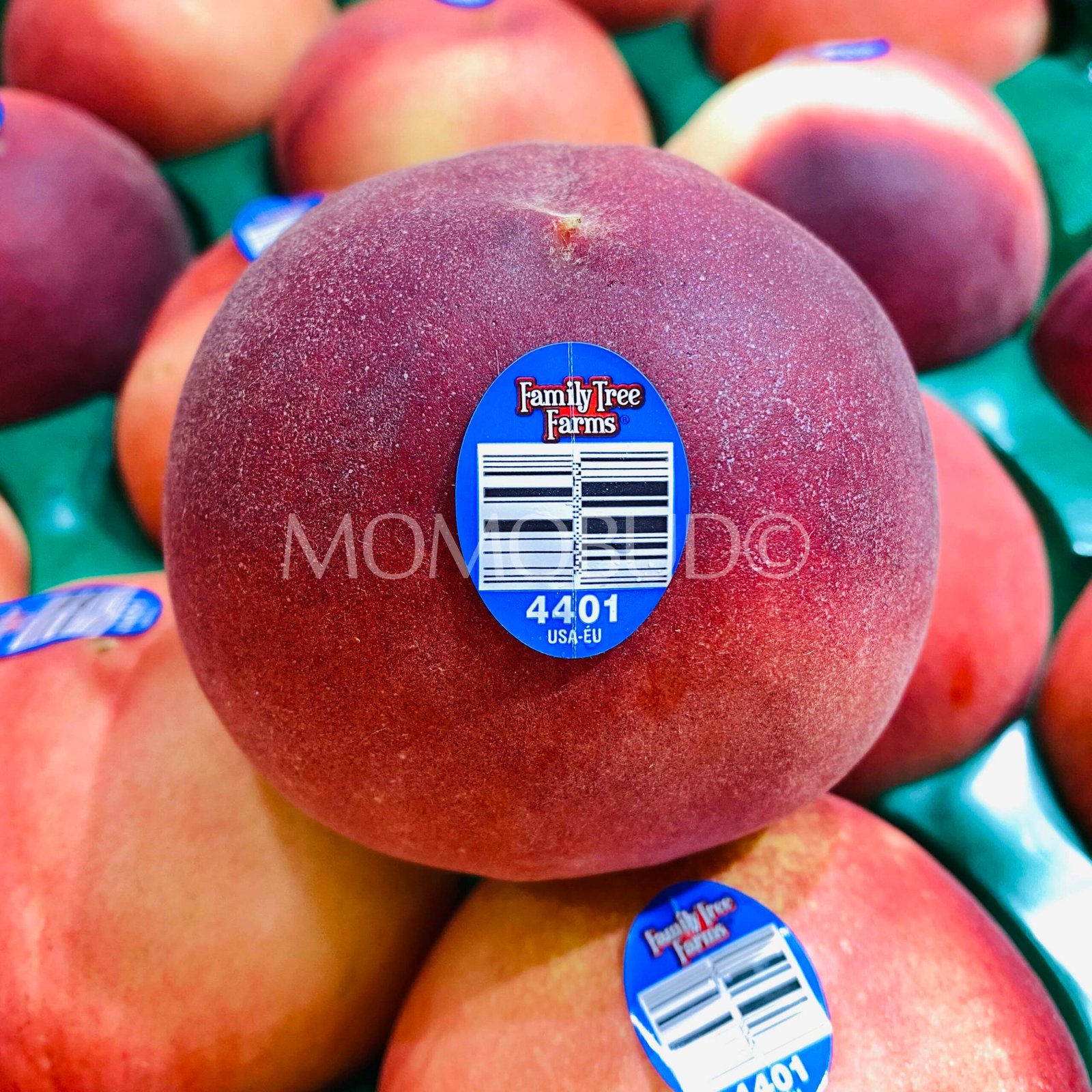 Family Farm Tree® Ice Princess White Peach (Medium) - Image 2