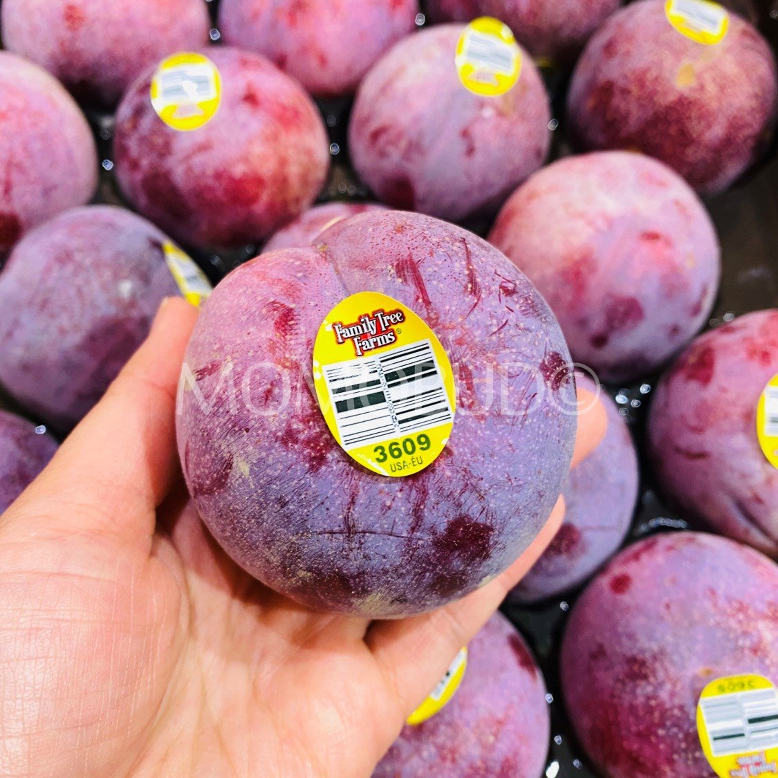 Family Farm Tree® Summer Punch Pluot (Medium-Plus) - Image 2