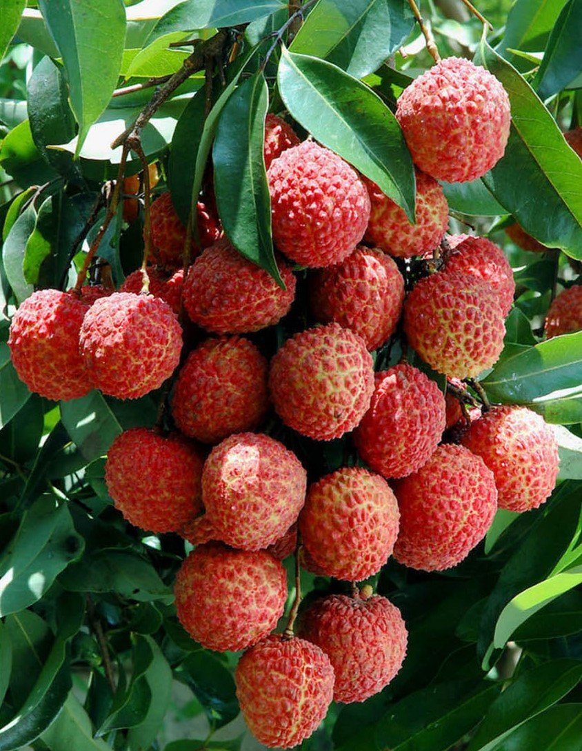 Fei Zi Xiao Lychee (1kg) - Image 2