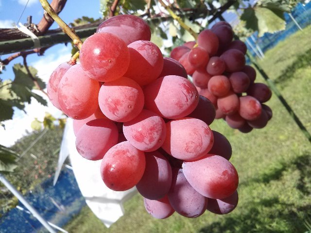 Japanese Queen Nina Seedless Grape Gift Box - Image 6
