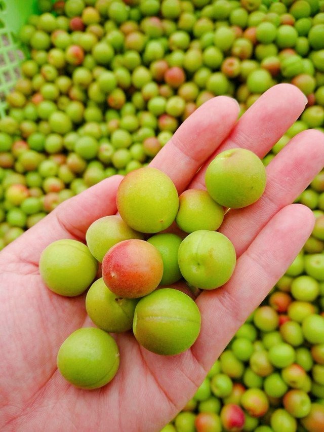 Japanese Kouyou Koume (Plum) - Image 8