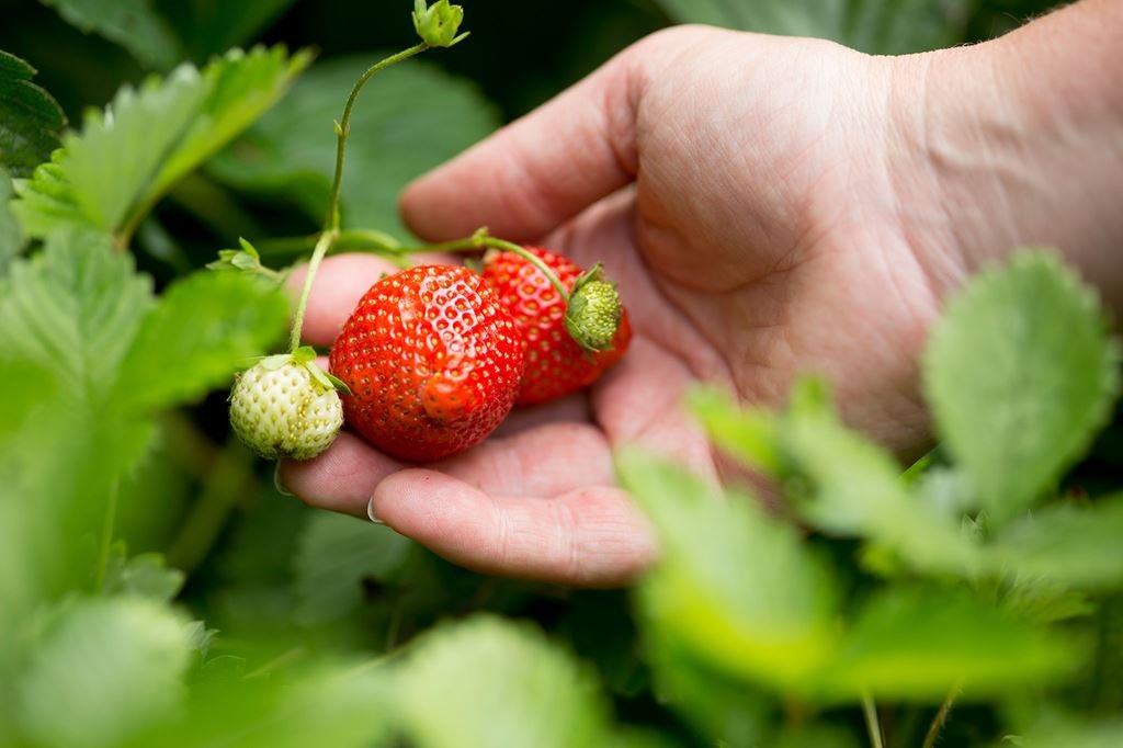 USA Sweet Darling® Strawberry (250g punnet) - Image 5