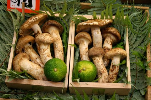*Exclusive* Matsutake Mushroom Gift Box (500g) - Image 7